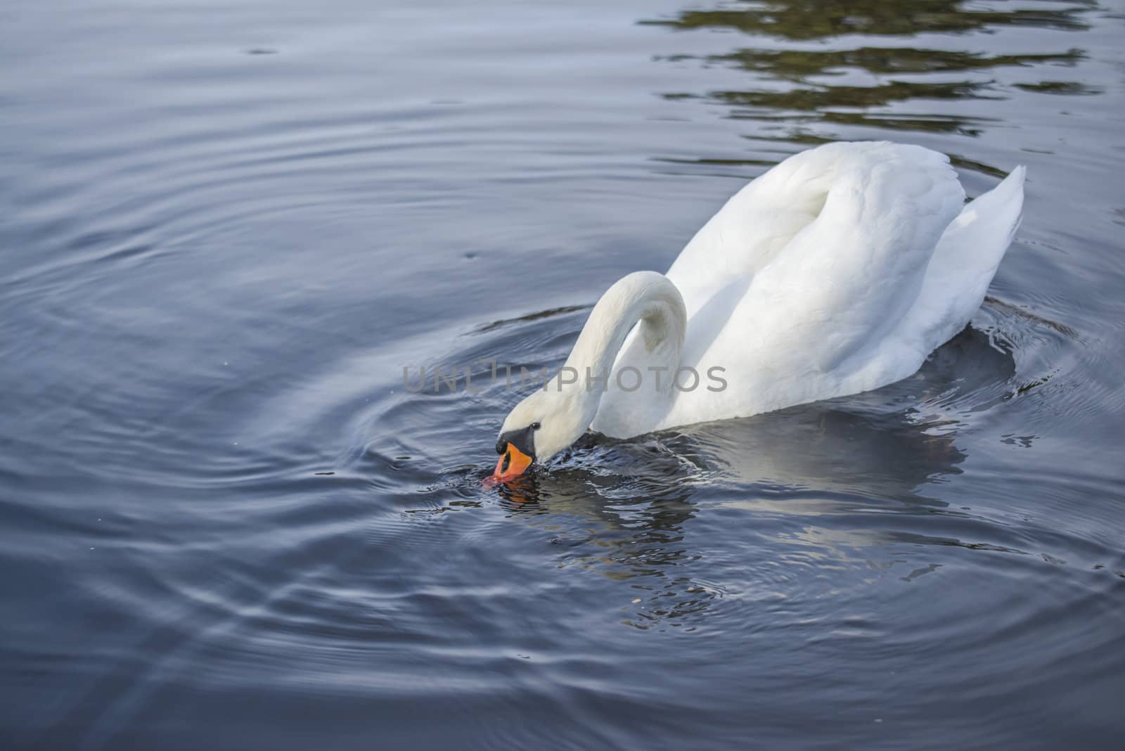 mute swan is a large wetland associated bird belonging to the duck family, the image is shot one february day in 2013 by tista river in Halden.