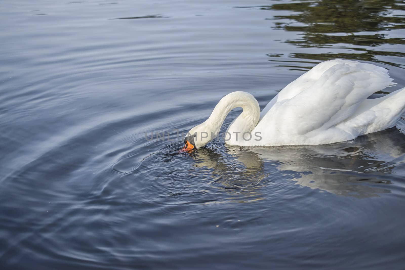 mute swan (cygnus olor) by steirus