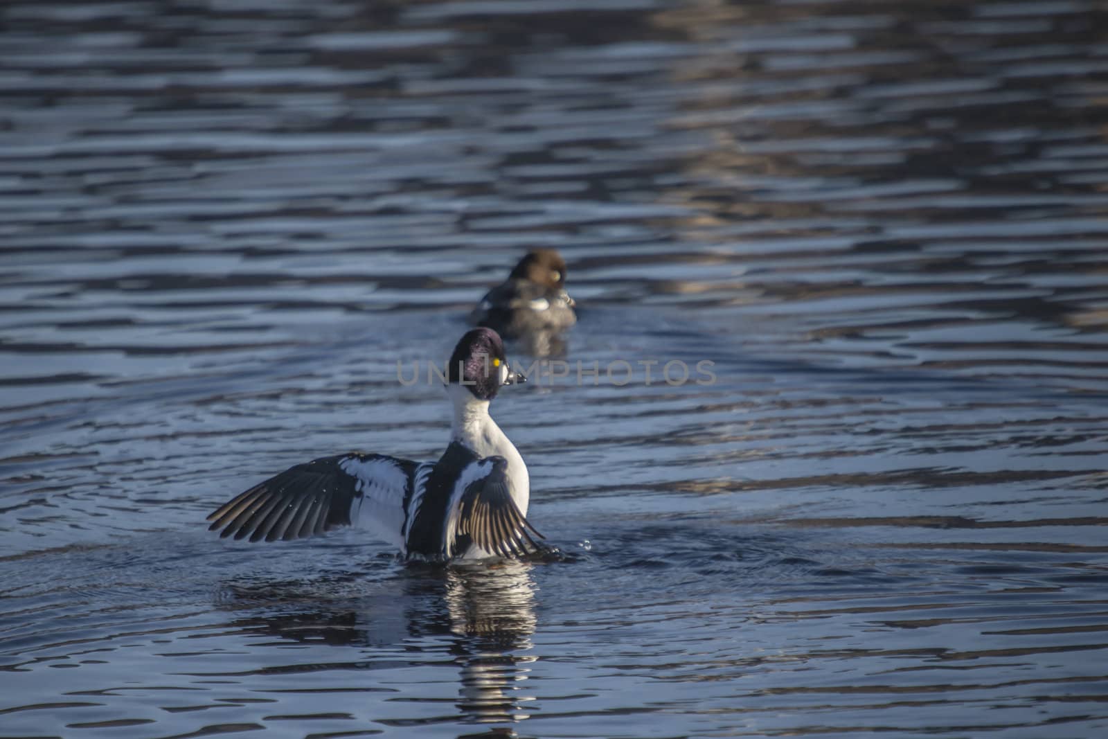 common goldeneye by steirus