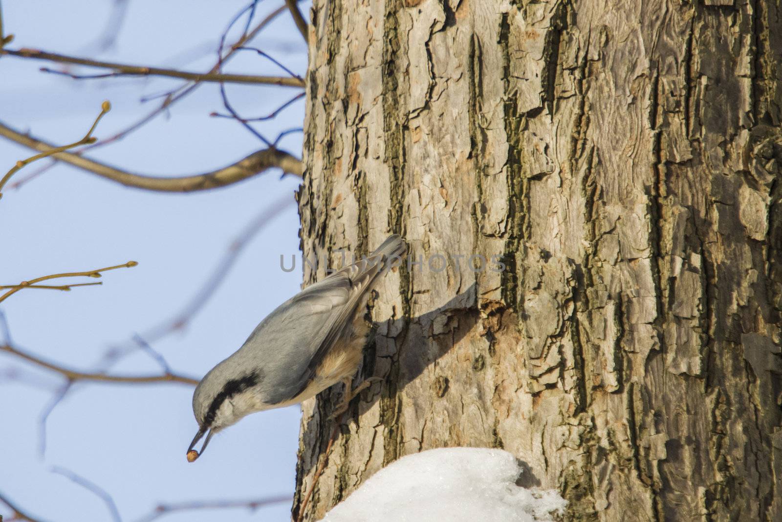 nuthatch is the only bird in norway that can climb downwards with the head first, the image is shot one day in february 2013 in the garden of red mansion in halden