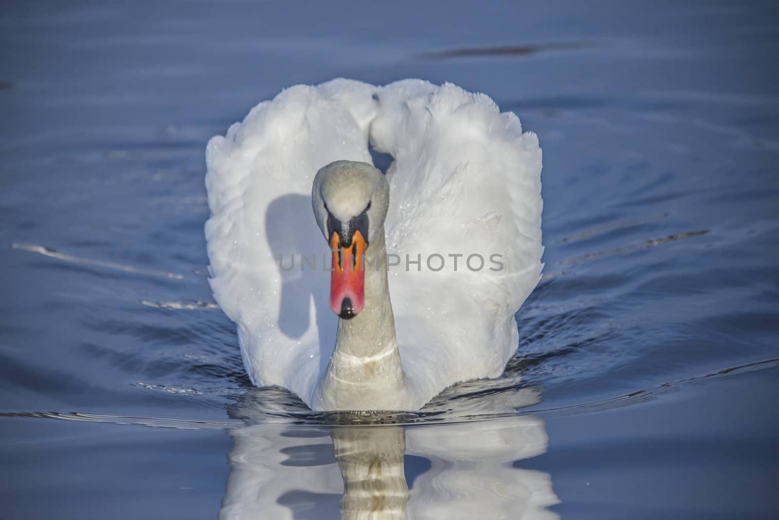 mute swan is a large wetland associated bird belonging to the duck family, the image is shot one february day in 2013 by tista river in Halden.