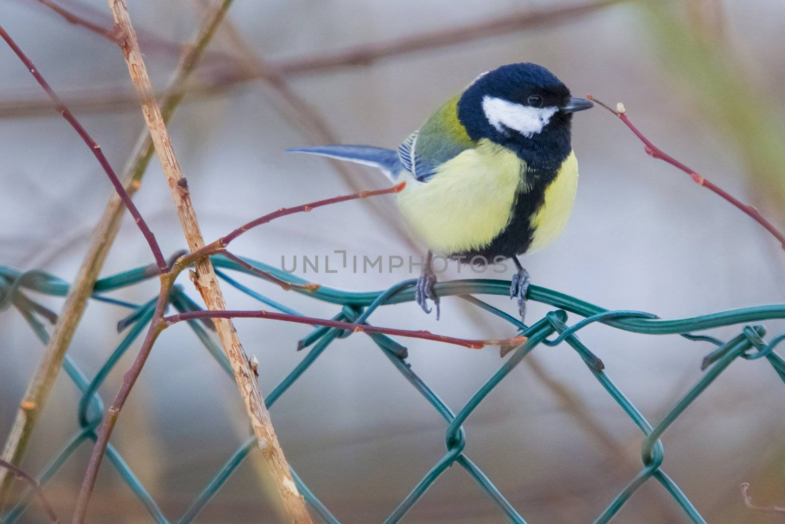 great tit sitting on a branch in a forest in halden municipality, picture is shot one day in february 2013