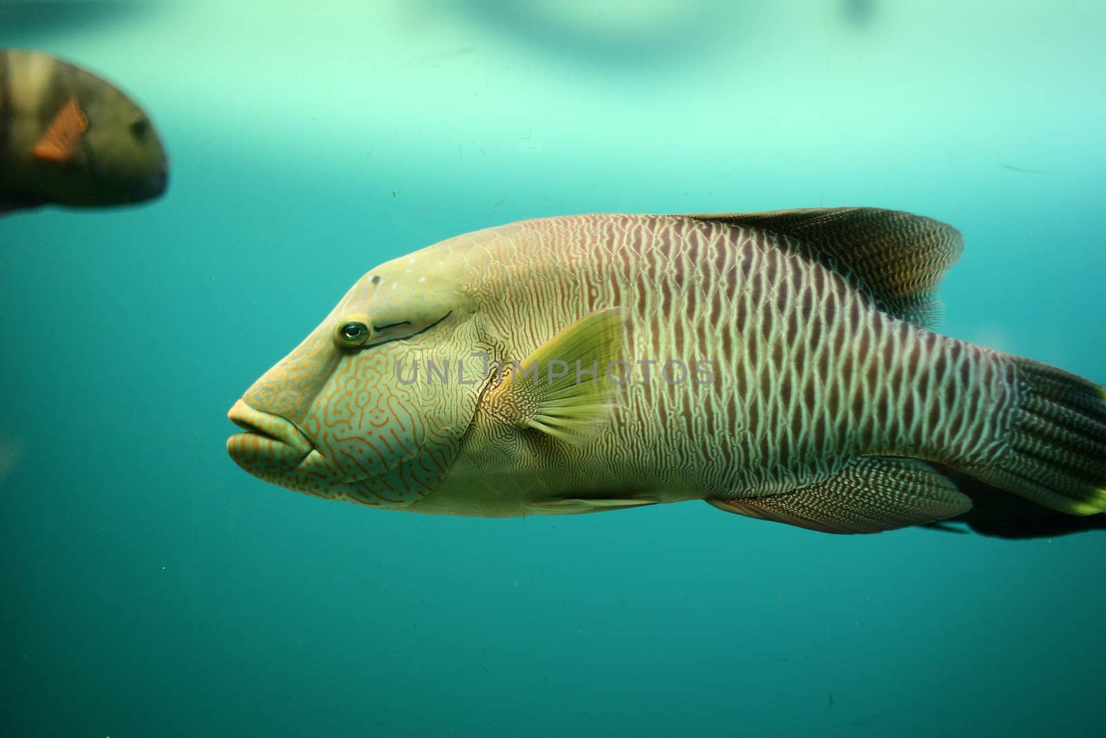 fish at  the aquarium in denmark