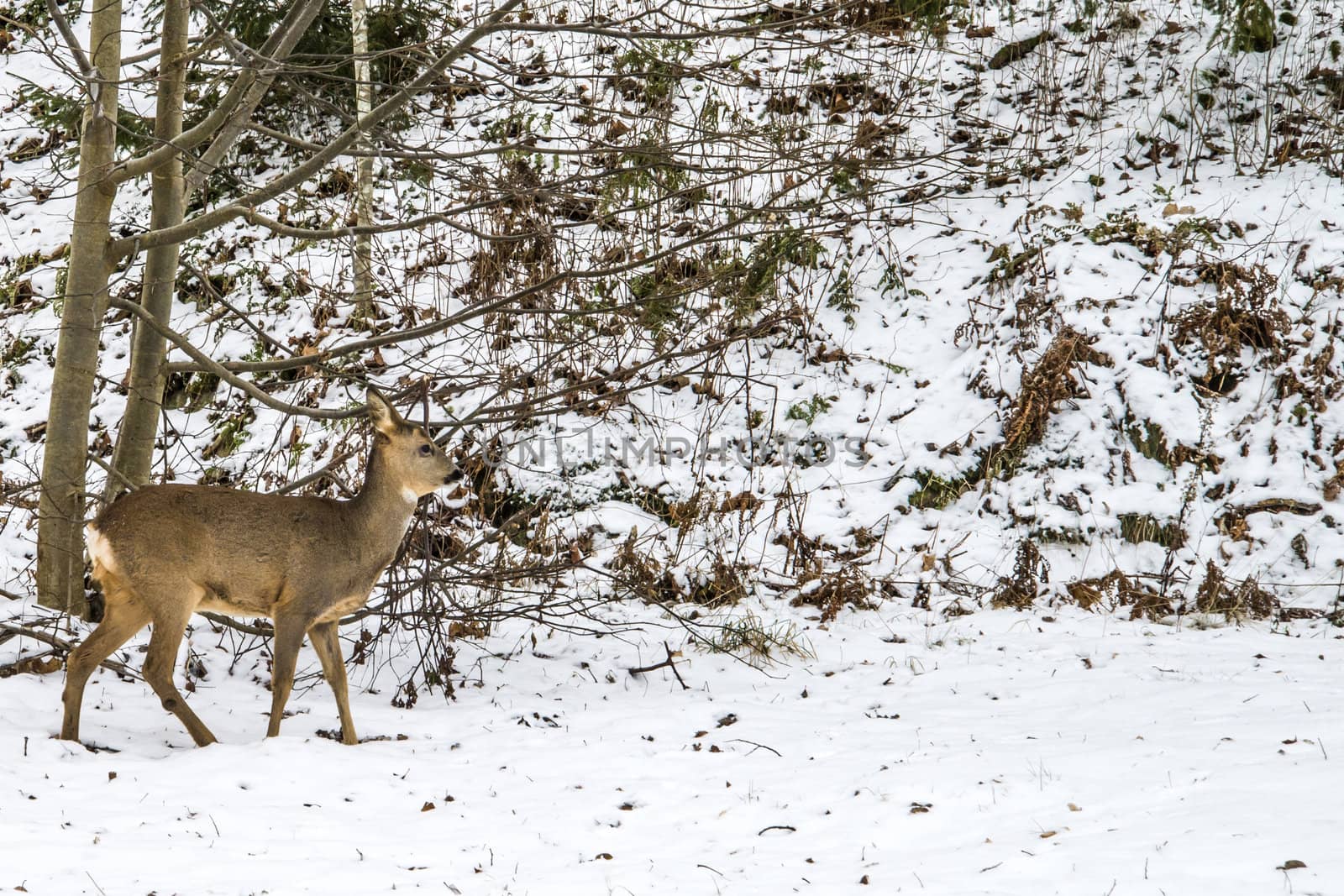 european roe deer (capreolus capreolus), doe by steirus