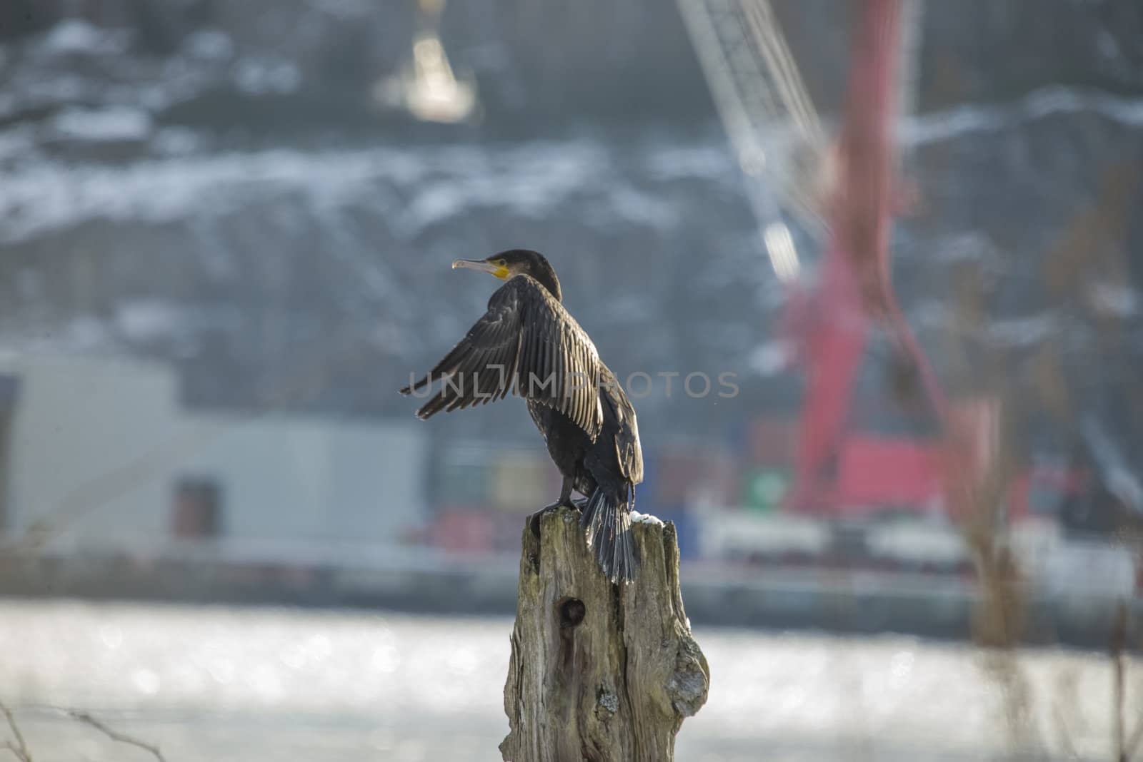 great cormorant sitting on a pole into the river in the sunshine, the image is shot at the tista river in halden one day in february 2013