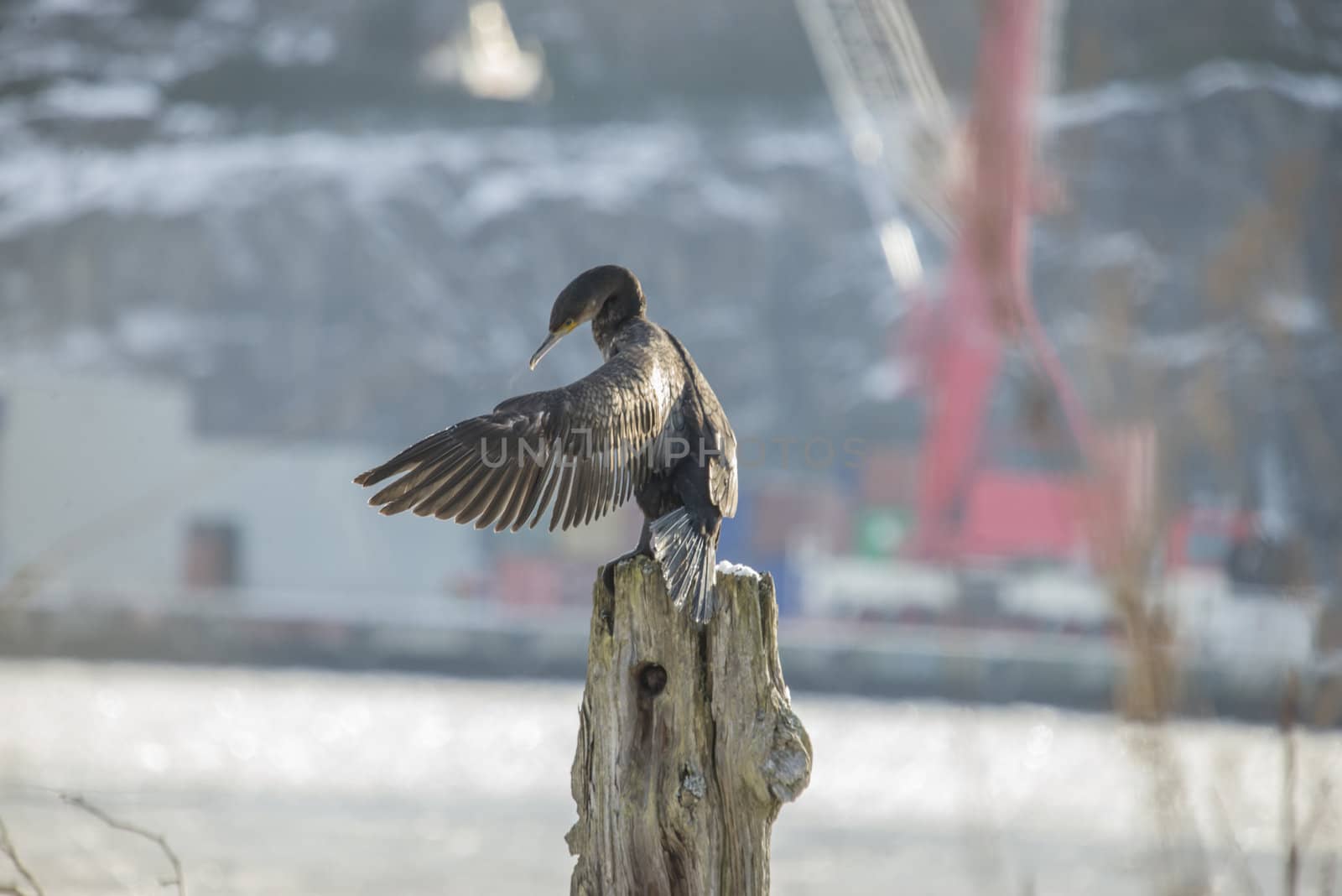 great cormorant sitting on a pole into the river in the sunshine, the image is shot at the tista river in halden one day in february 2013