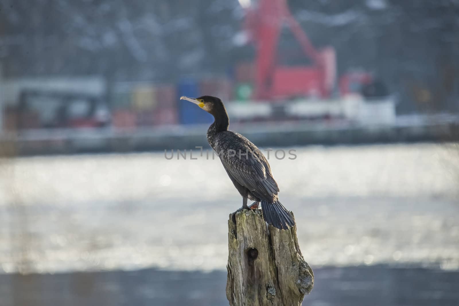 great cormorant sitting on a pole into the river in the sunshine, the image is shot at the tista river in halden one day in february 2013