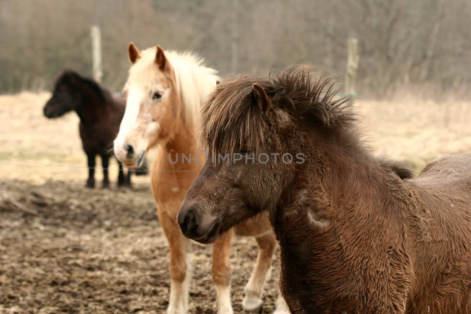 danish horses on a field in the summer 
