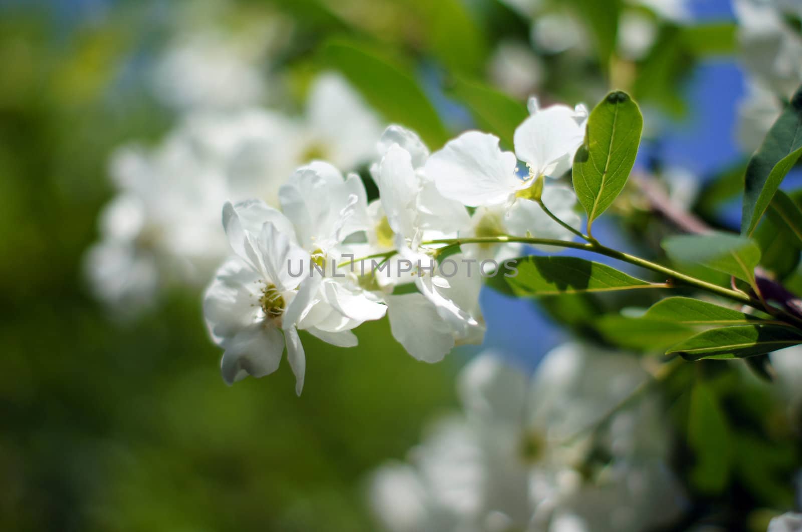 Spring time: blooming jasmine bushes in the garden by Elet