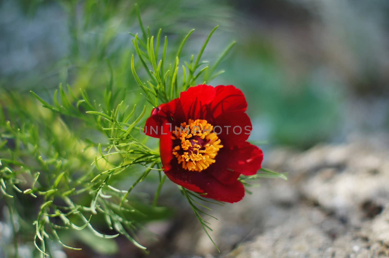 Spring time: red poppy flower in the garden