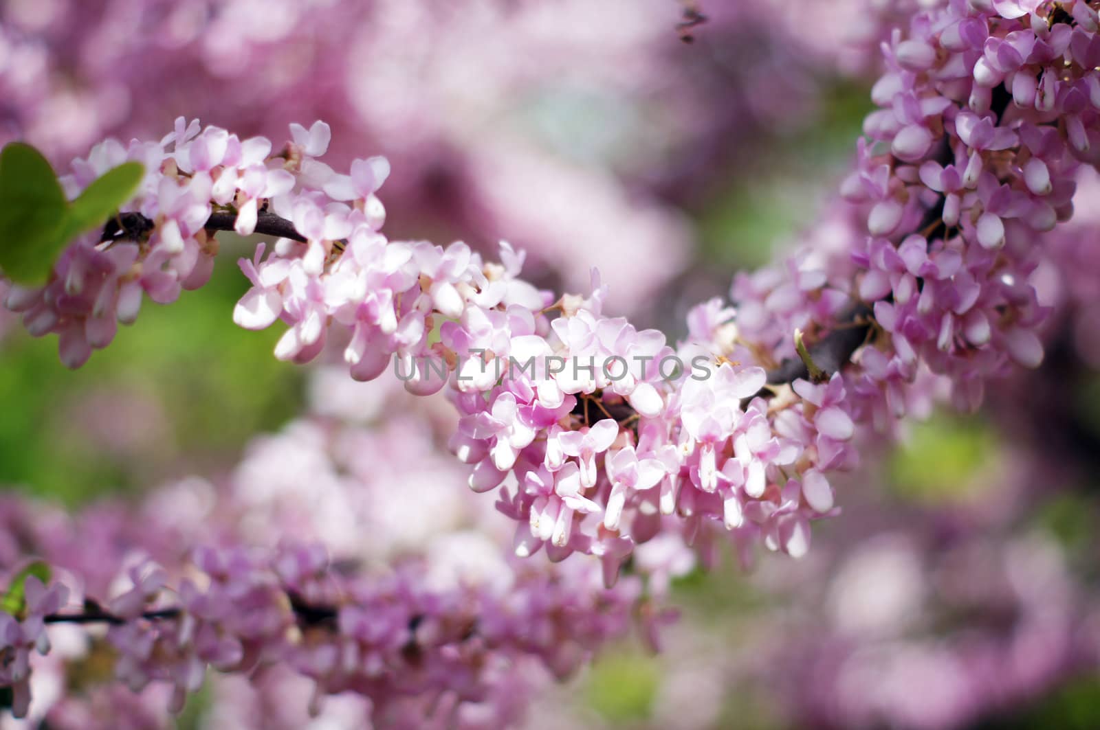 Close up of violet blossoming Cercis siliquastrum plant at Cauca by Elet