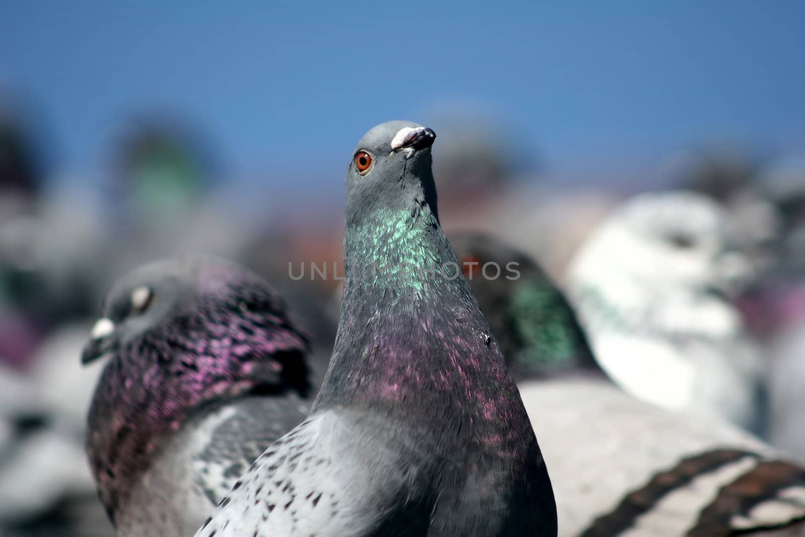 plenty of pigeons