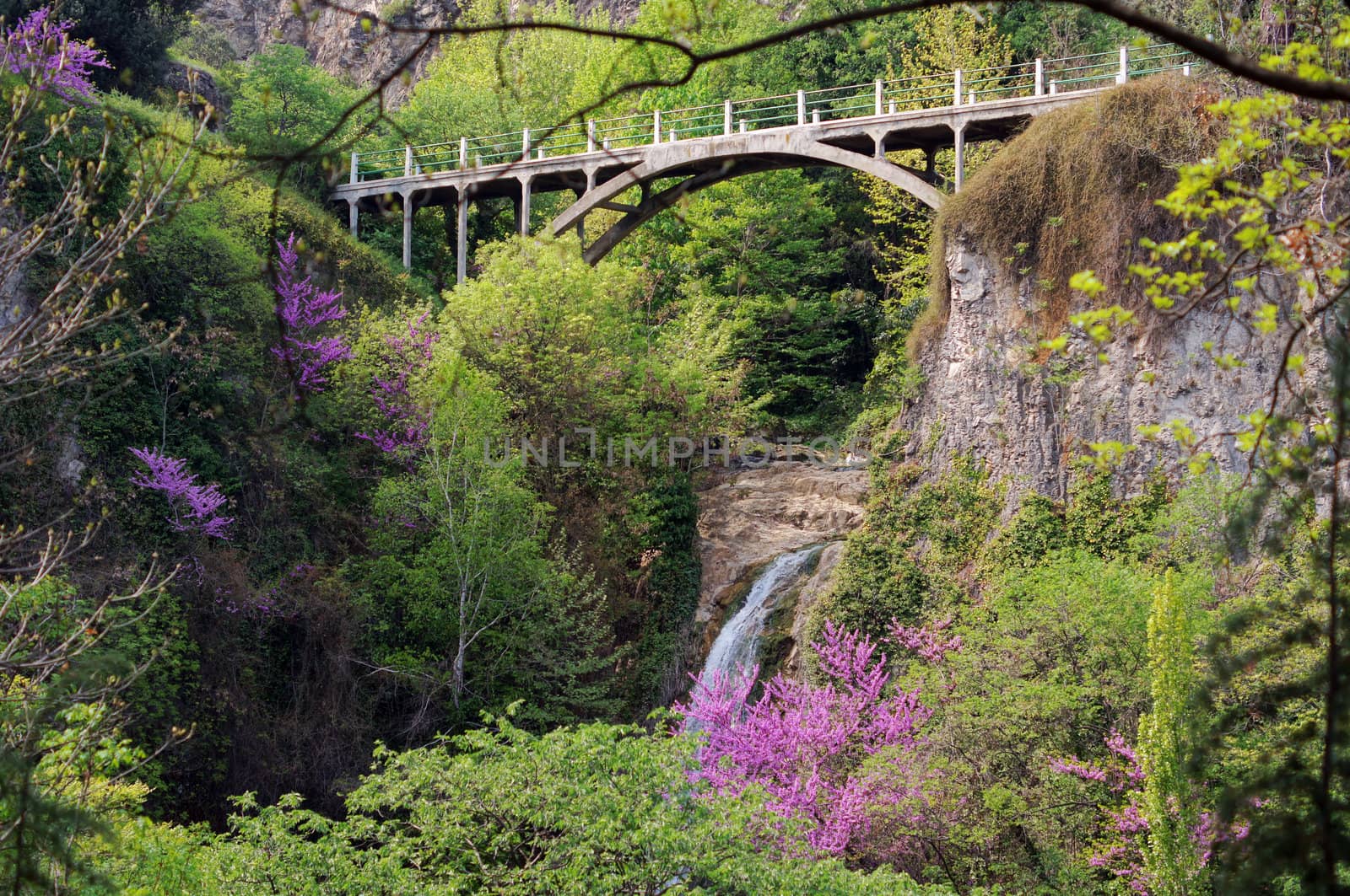 Close up of violet blossoming Cercis siliquastrum plant at Cauca by Elet