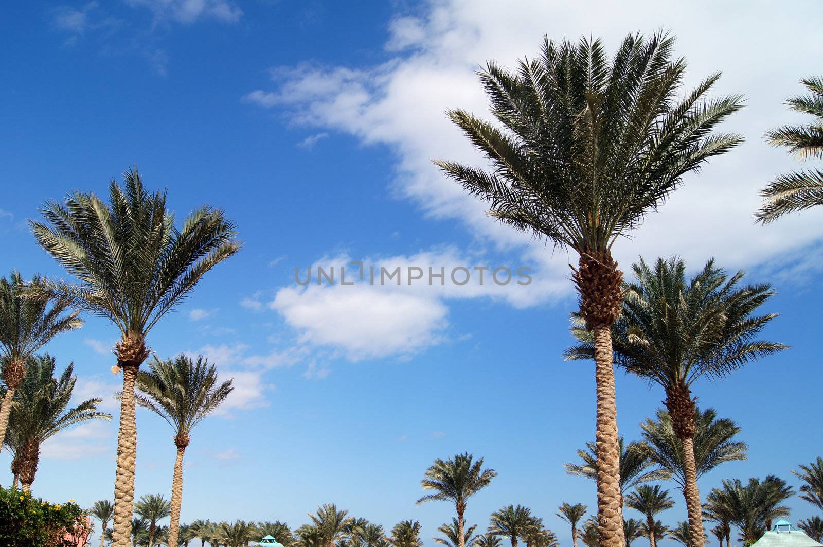 Tropical beach: sun umbrellas and palms by Elet