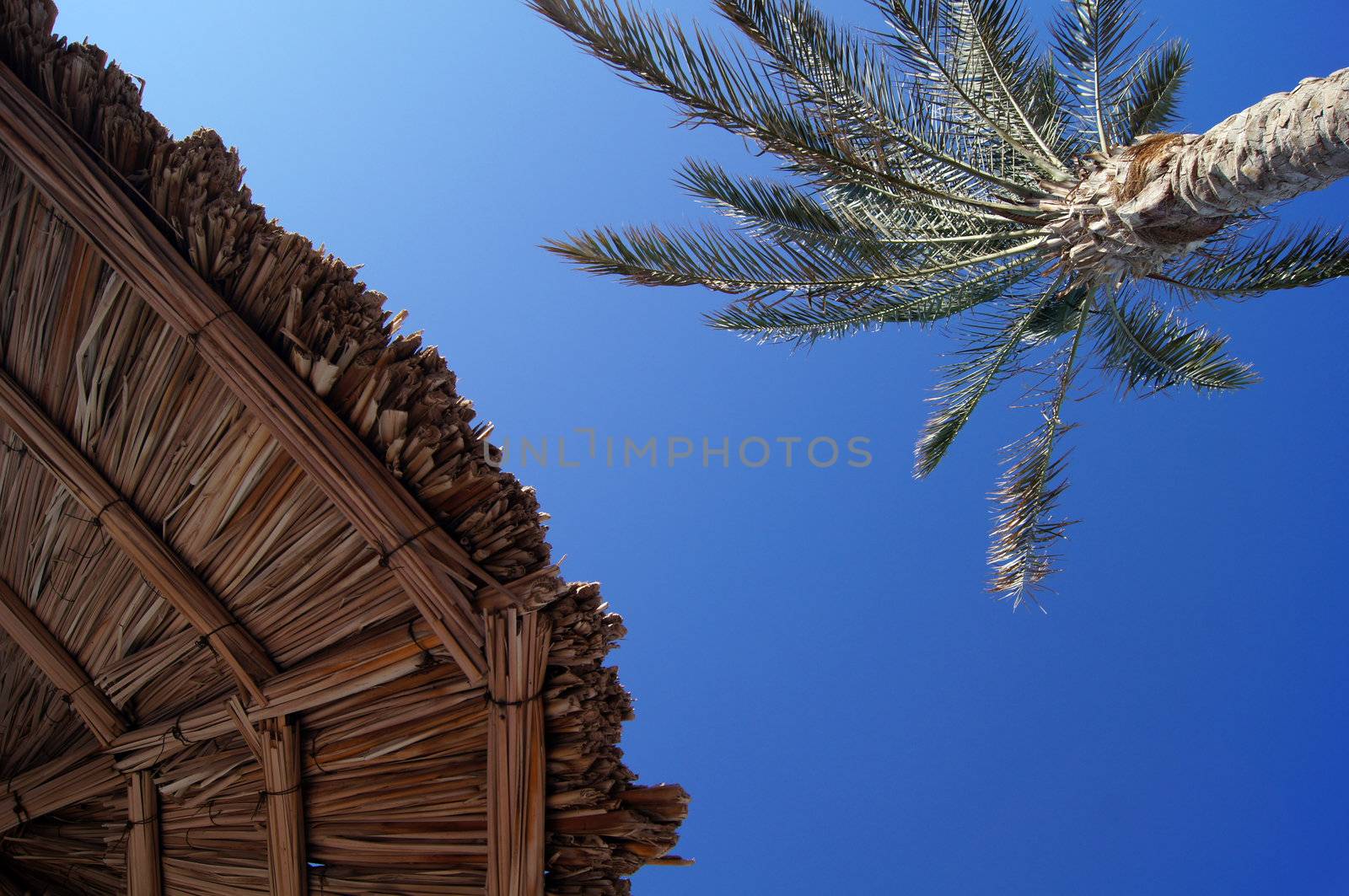 Tropical beach: sun umbrellas and palms by Elet