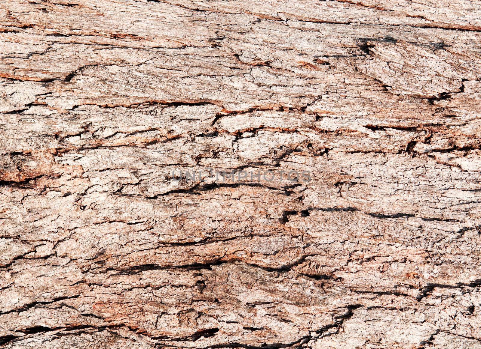 Tree bark texture of an old tree.