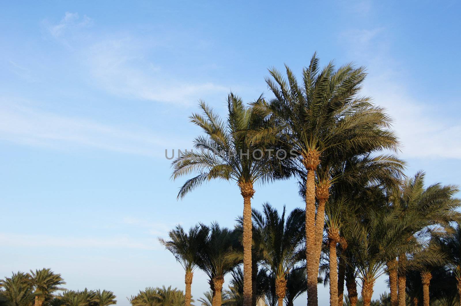 Tropical beach: sun umbrellas and palms