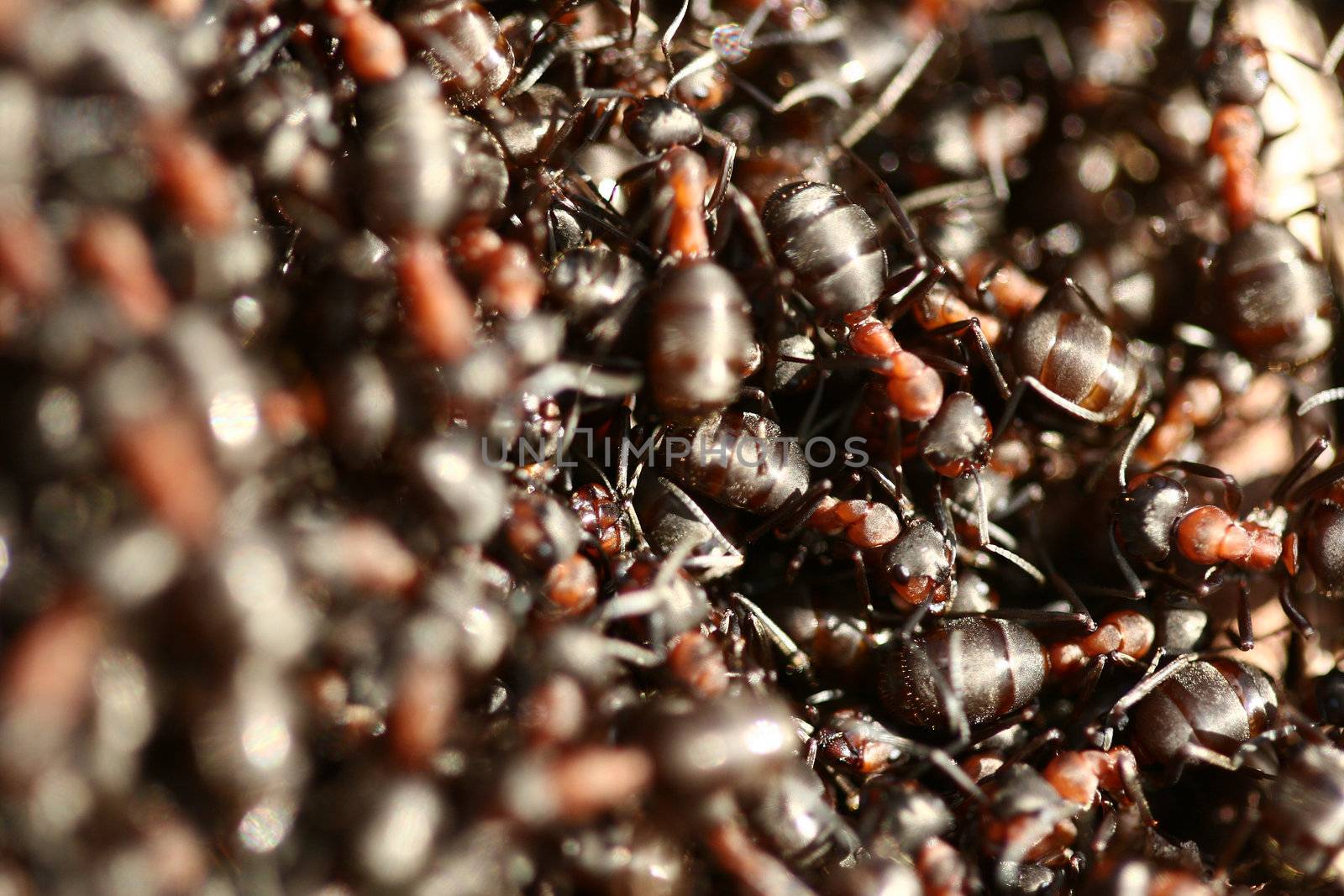 ants on a tree trunk