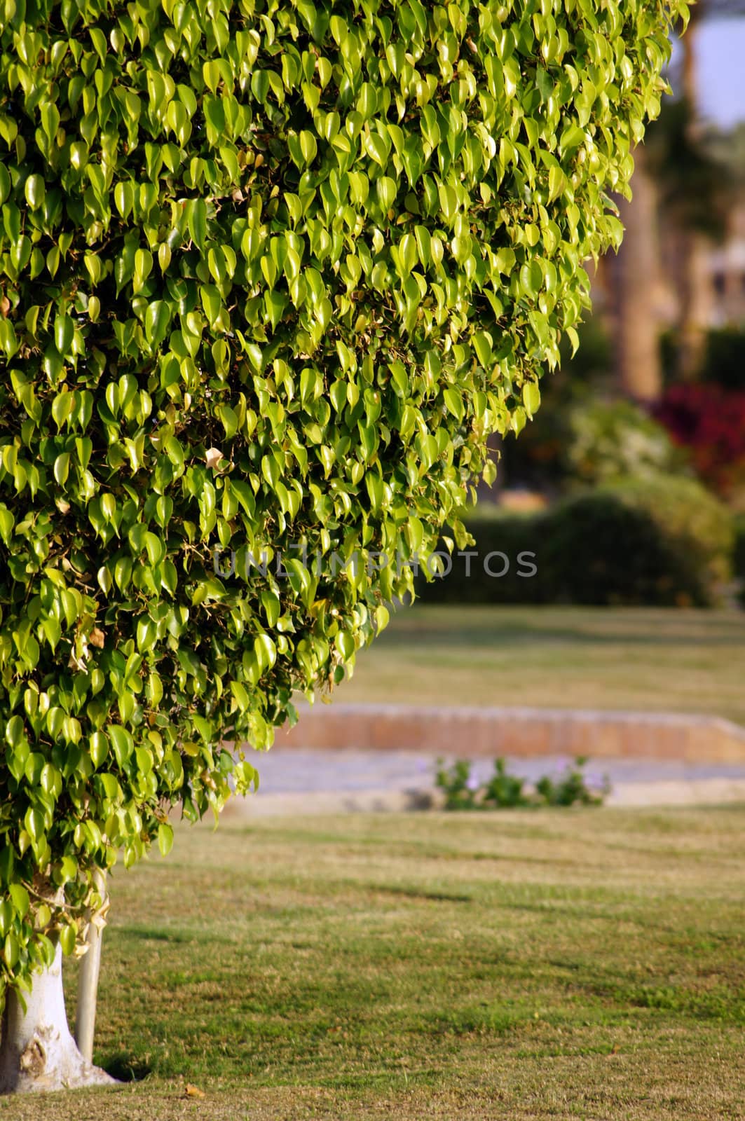 Little green cut tree in the park