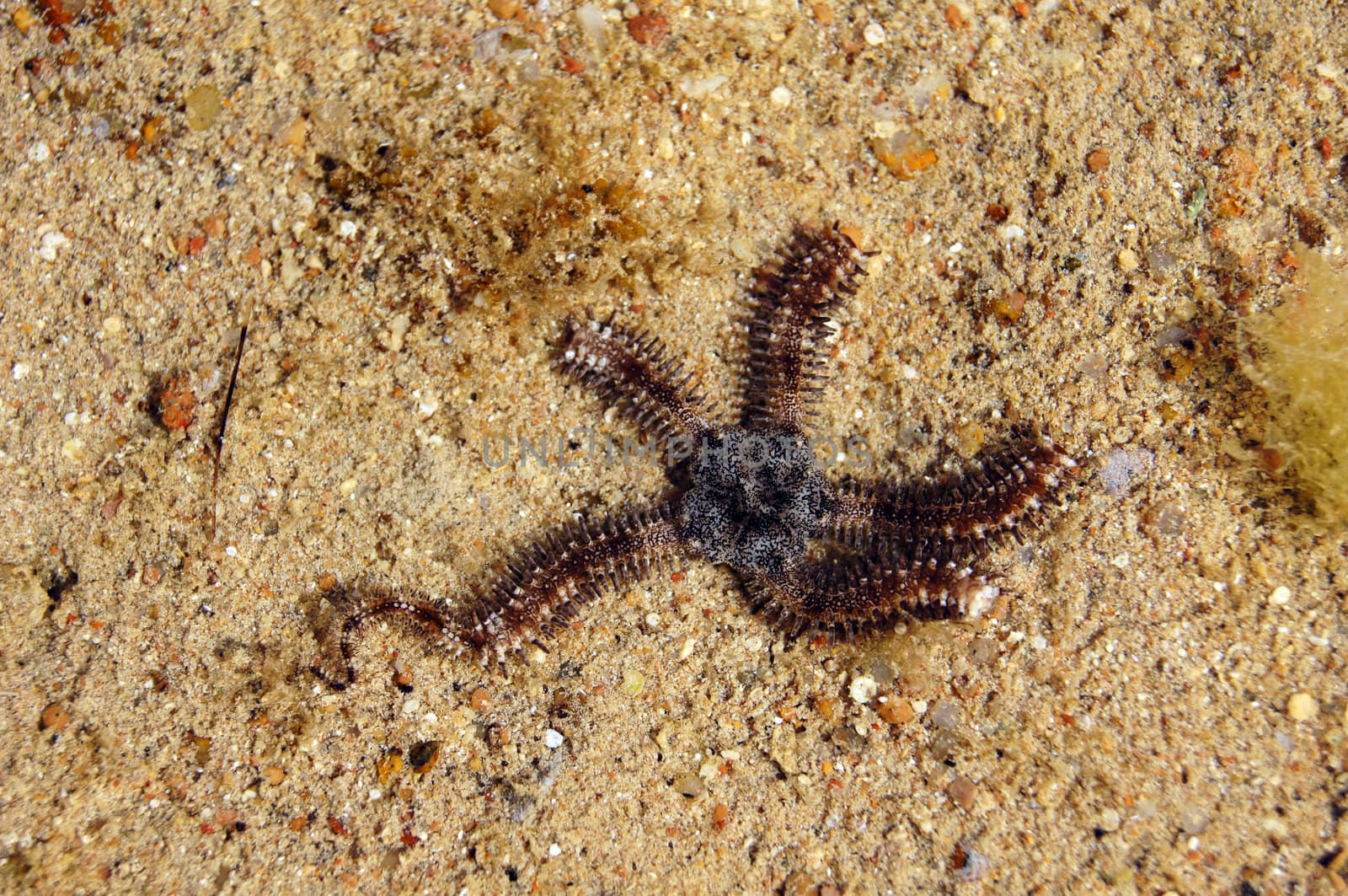 Close up of grey brittle star in the sea by Elet