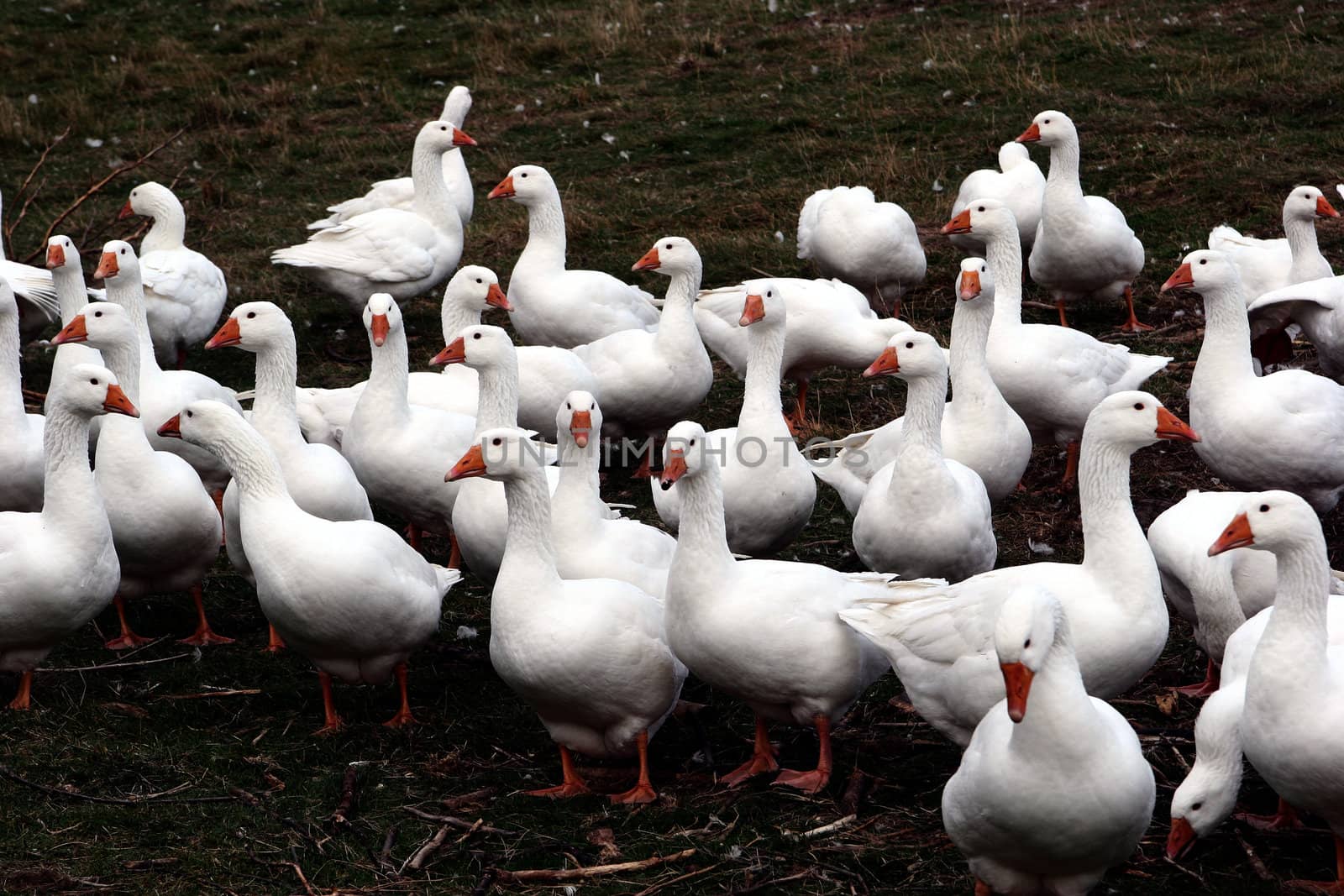 danish goose on a field in the summer 