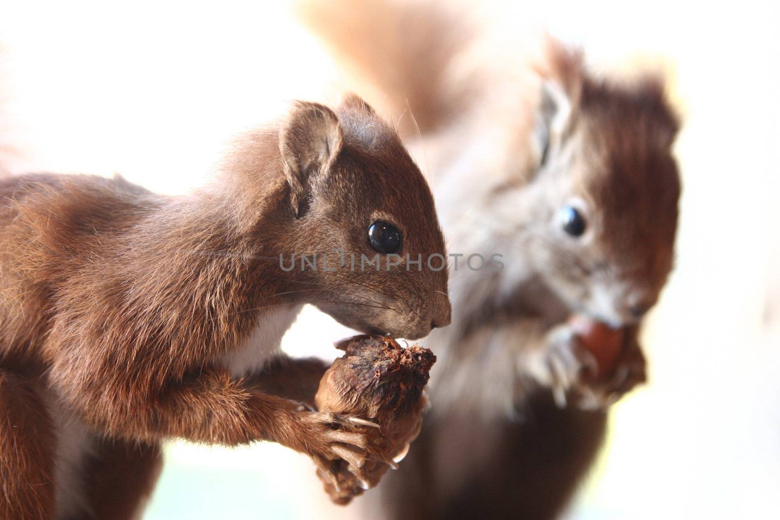 two squirrels eating a nut isolated white background