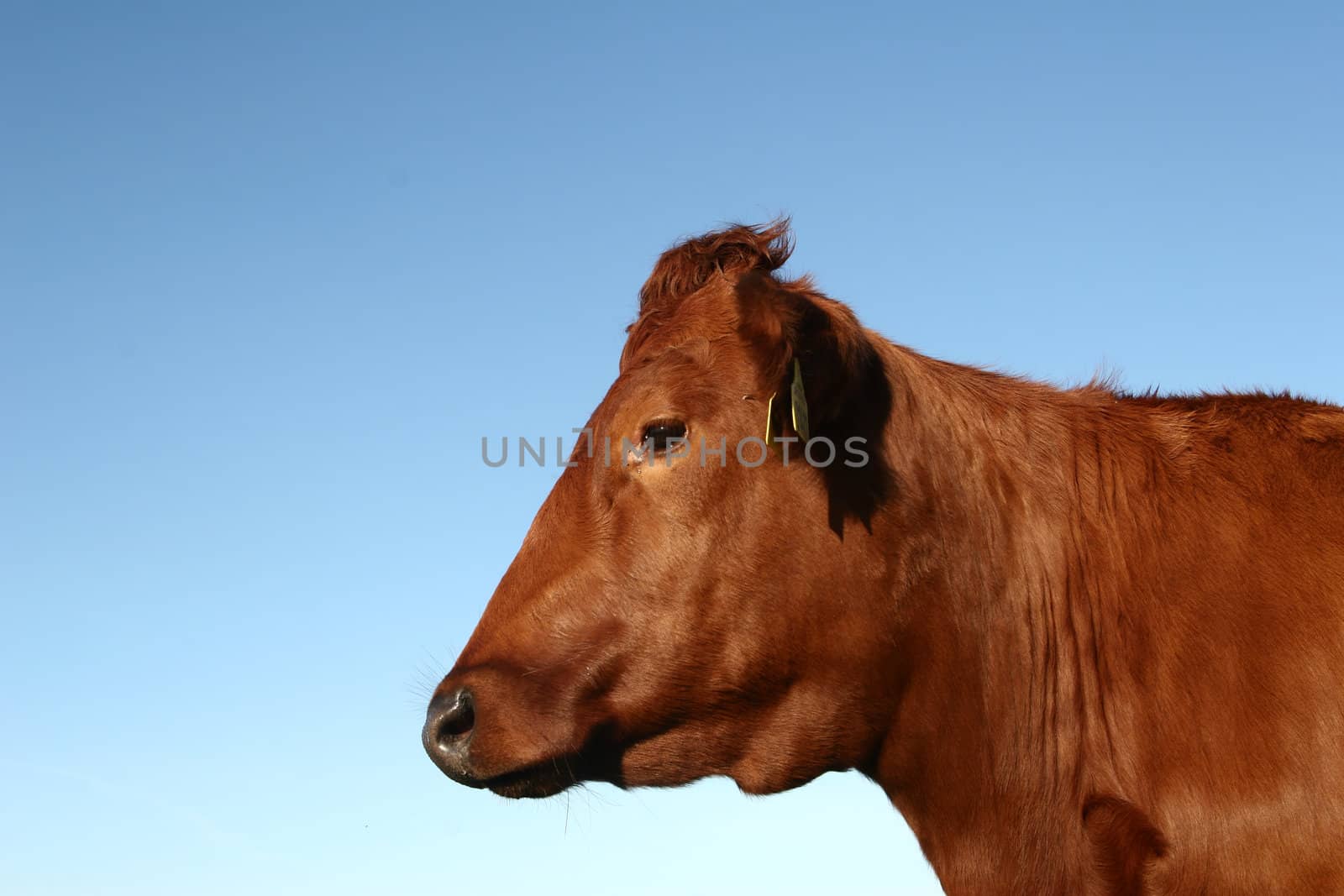 cows staring at the photographer