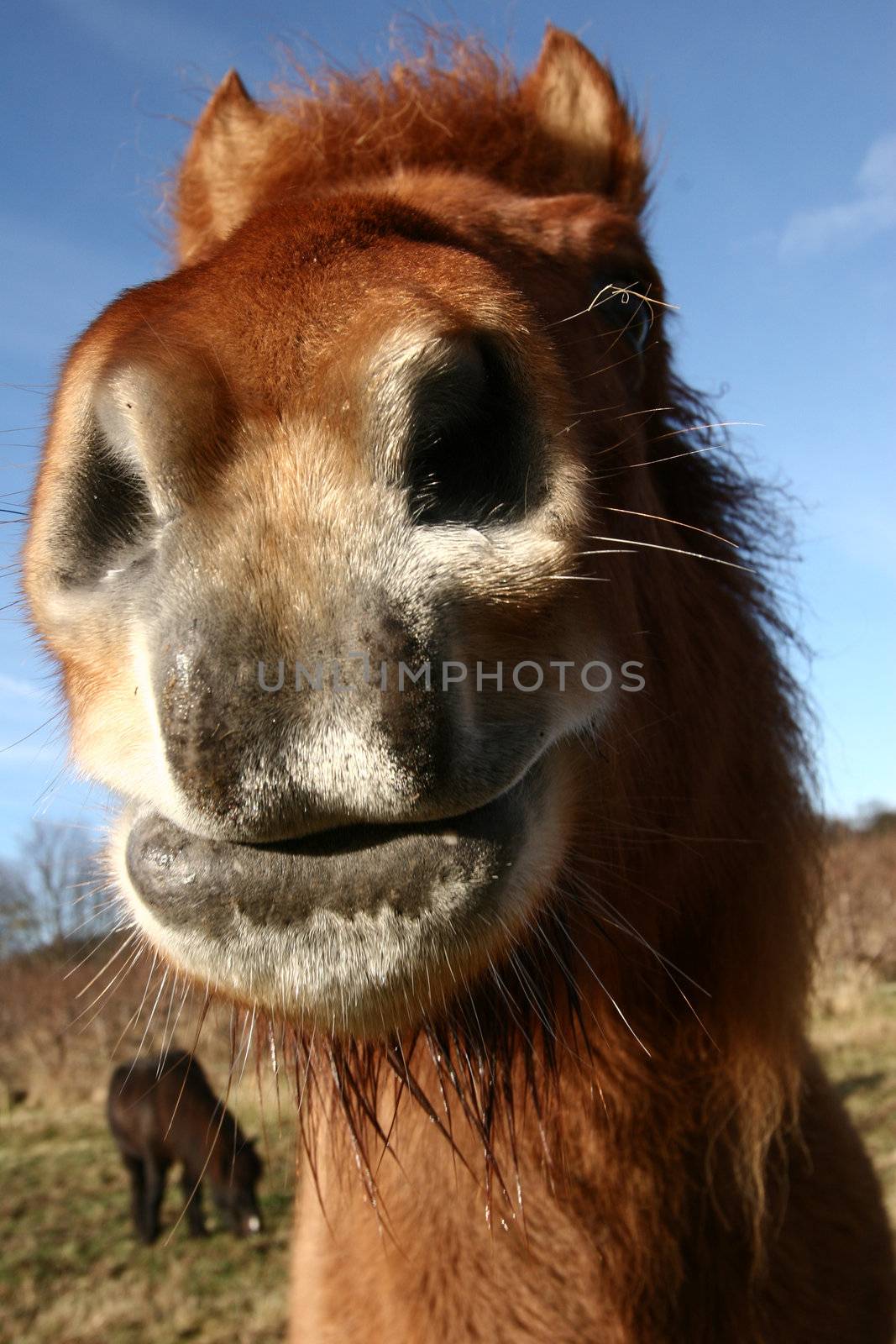 danish horses on a field in the summer 