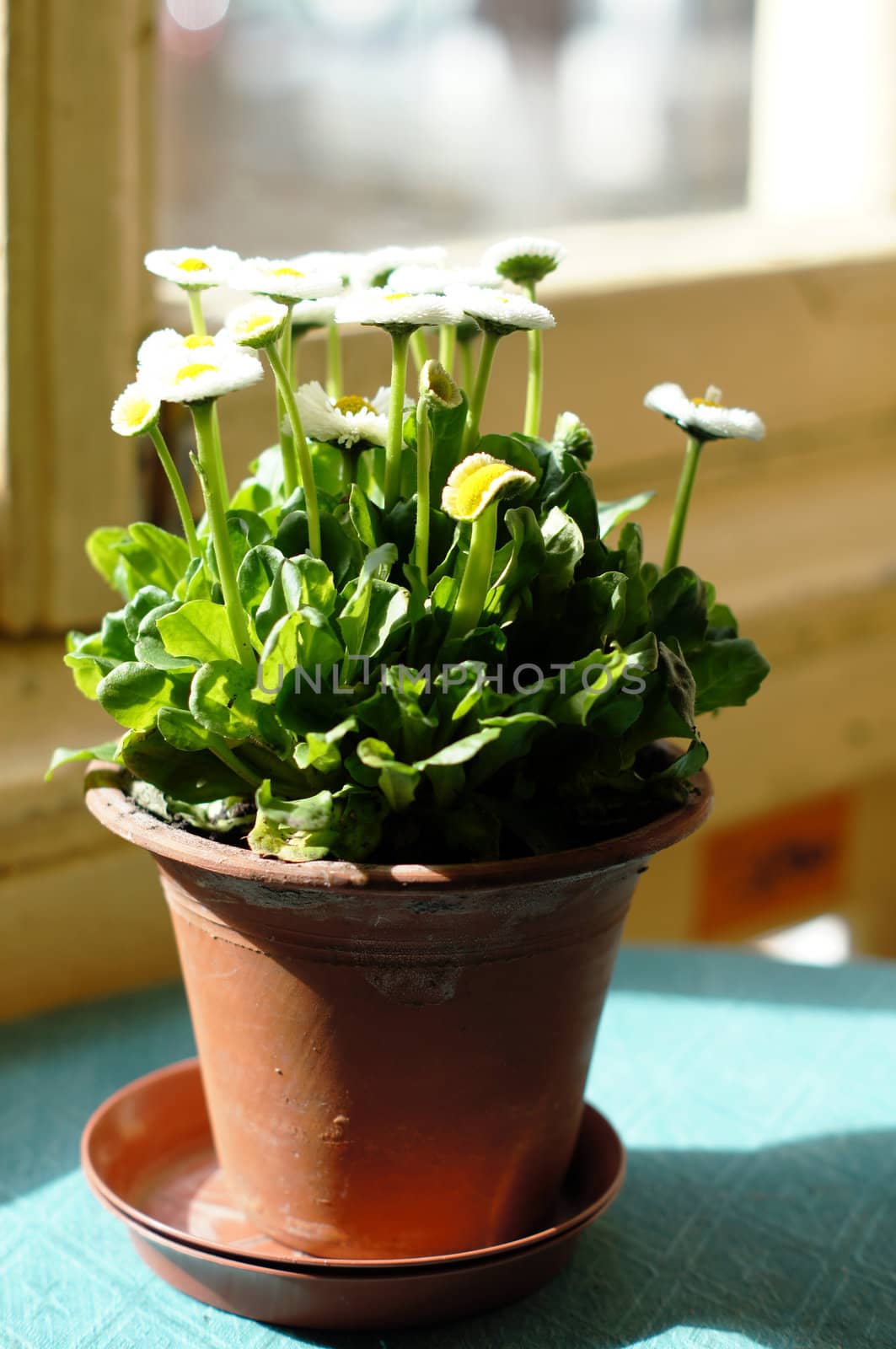 Flowers in the pot on the table
