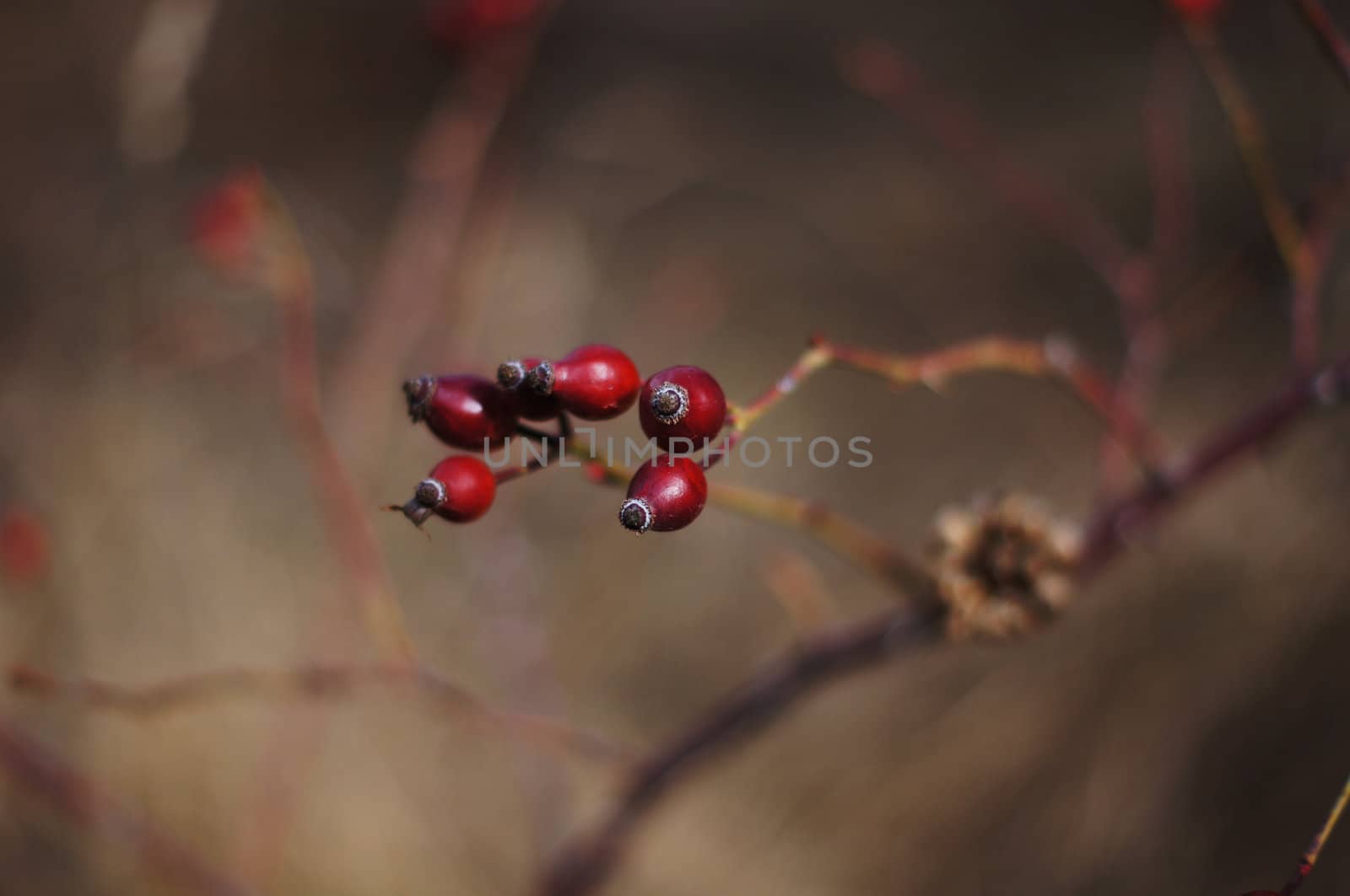 Closeup of Red guelder-rose by Elet