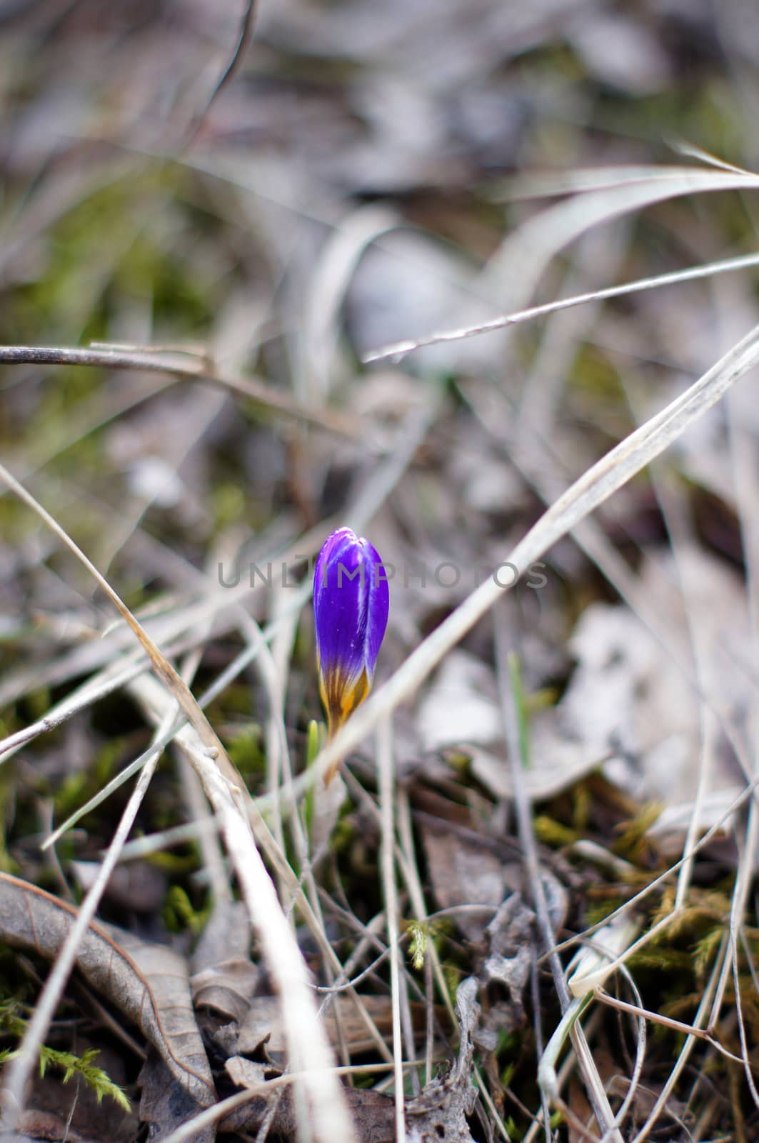 First spring flowers: blue crocus flowers in the wood