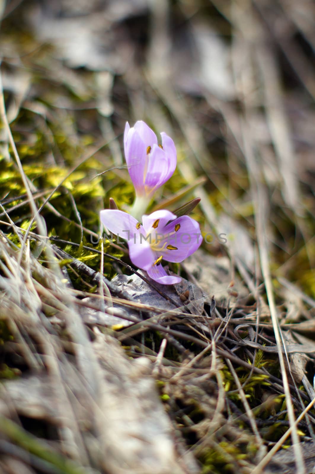 First spring flowers: blue crocus flowers in the wood