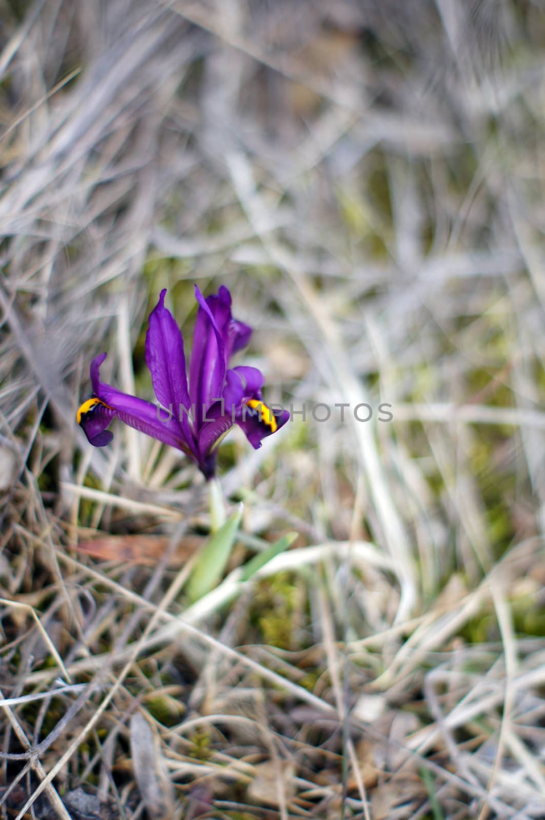 First spring flowers: blue crocus flowers in the wood