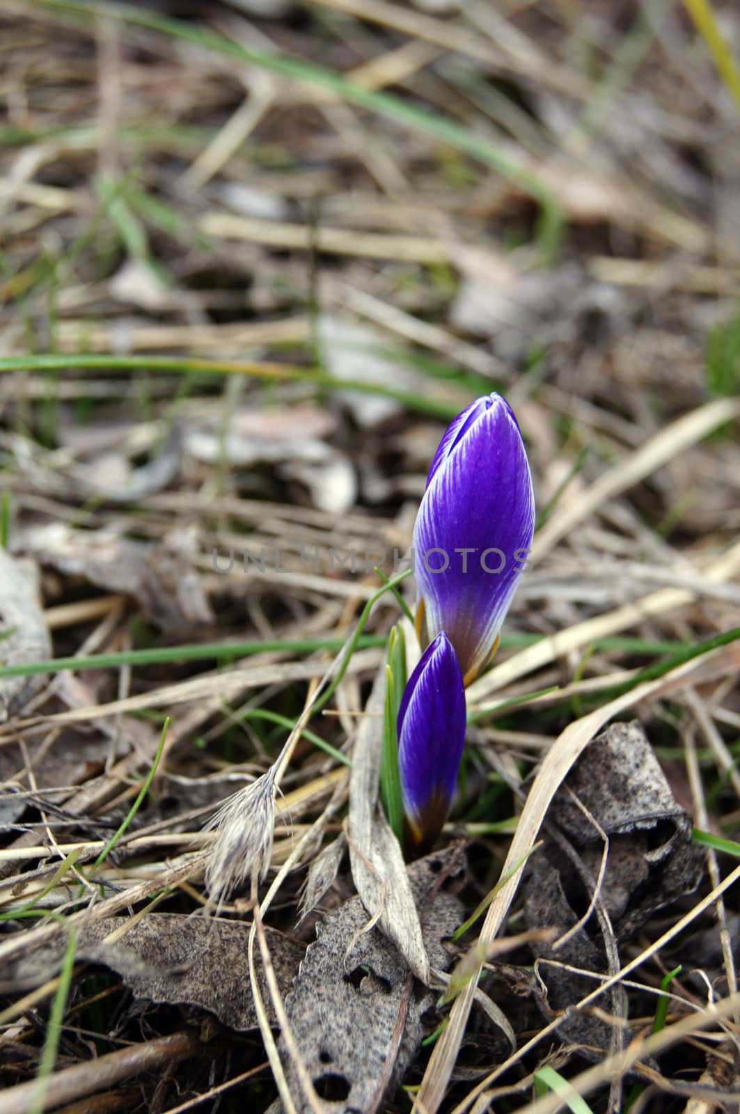 First spring flowers: blue crocus flowers in the wood