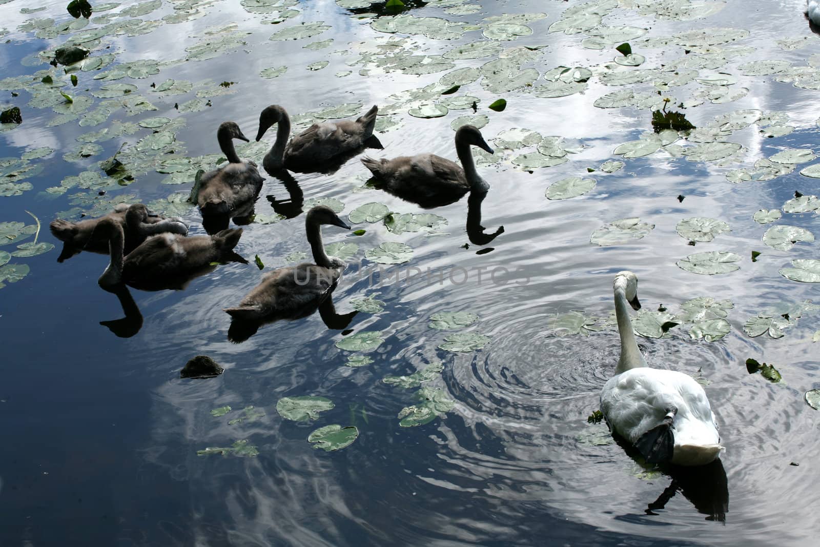 family of young swans swimming on a danish lake
