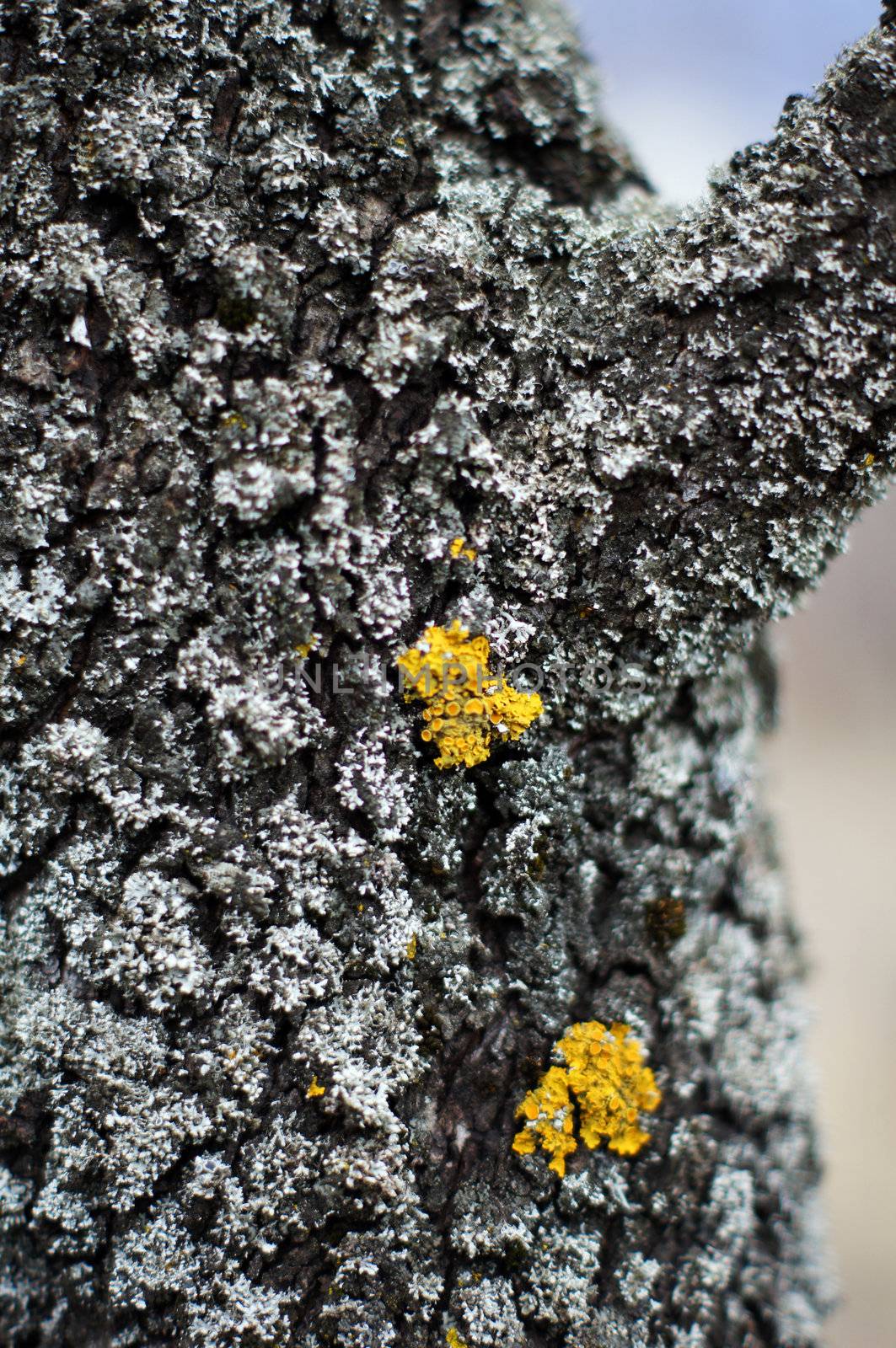 Bark of tree,tree texture