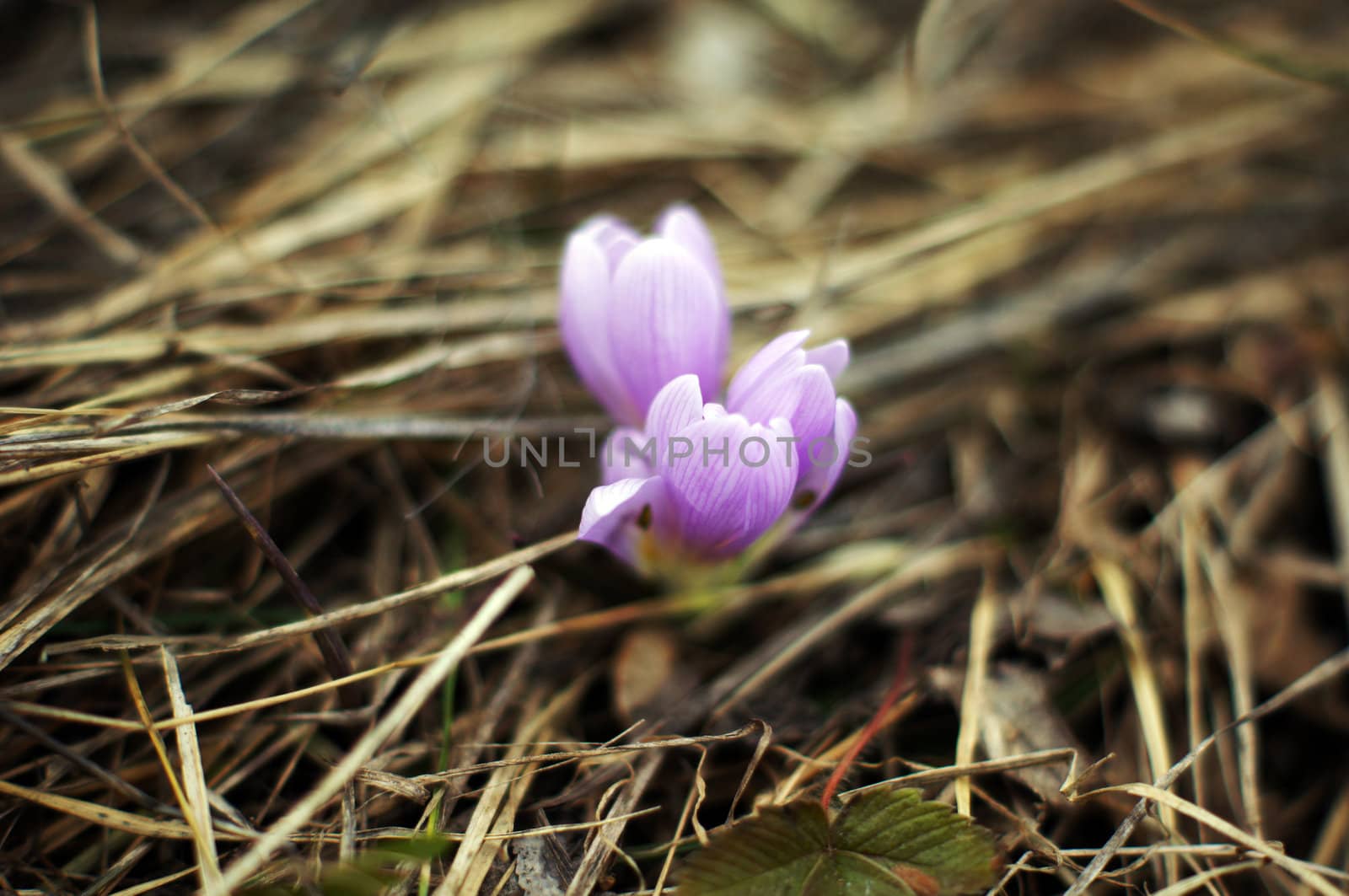 First spring flowers: blue crocus flowers in the wood