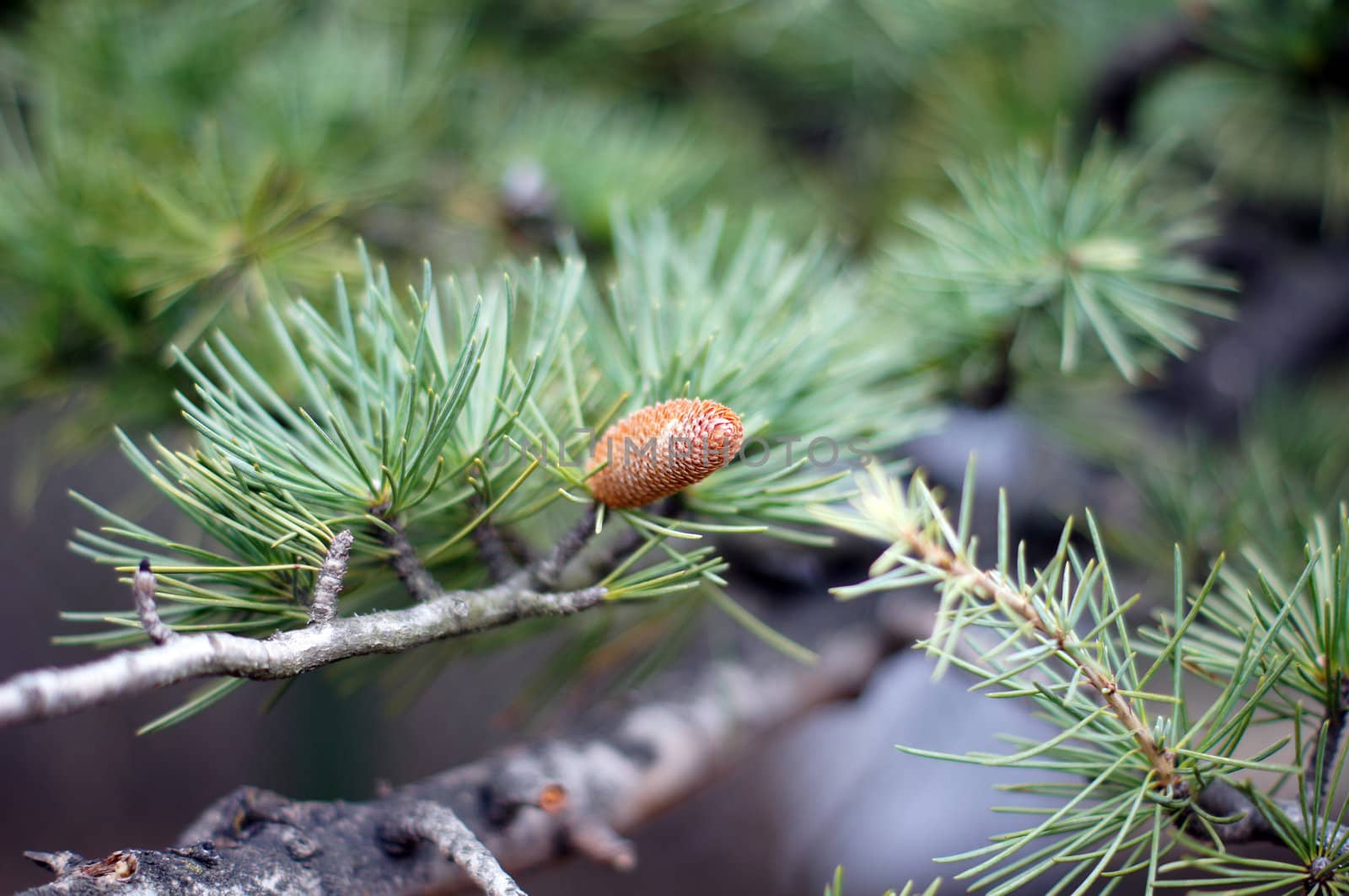 Young branch in spring from European Larch (Larix decidua)