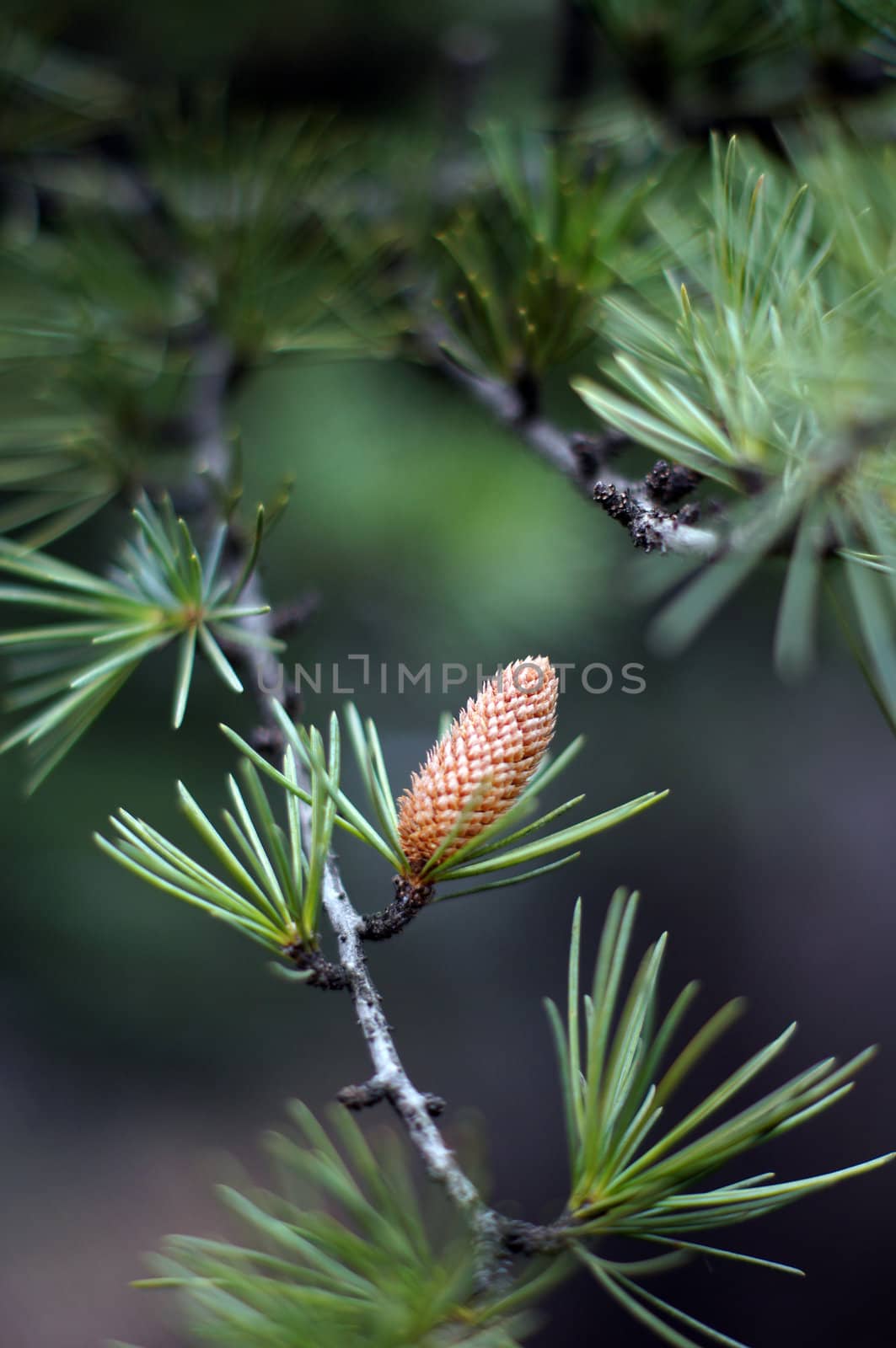 Young branch in spring from European Larch (Larix decidua)