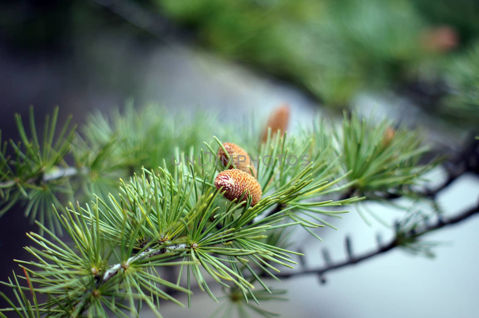 Young branch in spring from European Larch (Larix decidua)