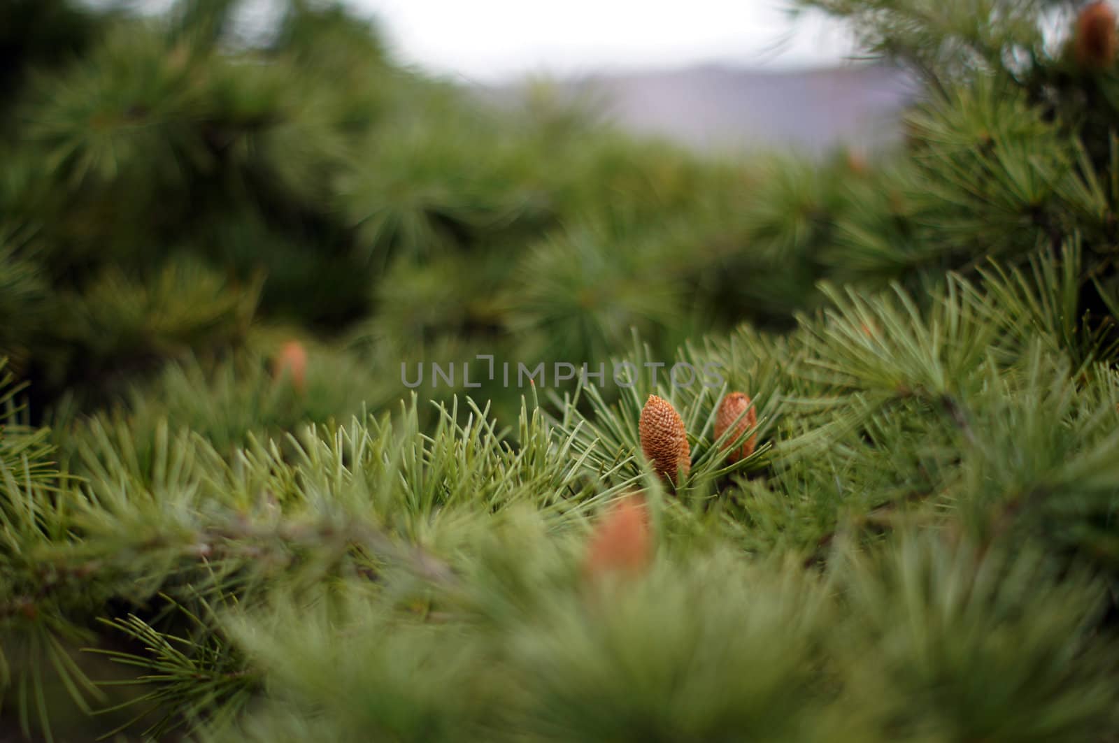 Young branch in spring from European Larch (Larix decidua)