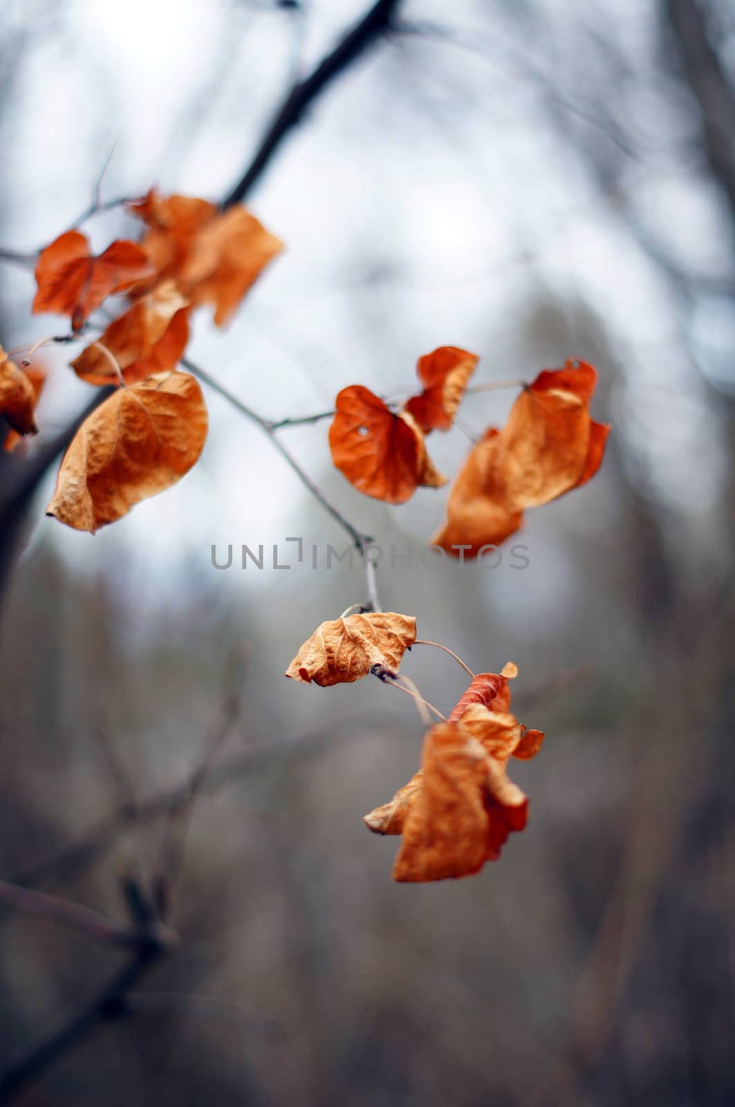 Closeup of old yellow leaves on the tree branch