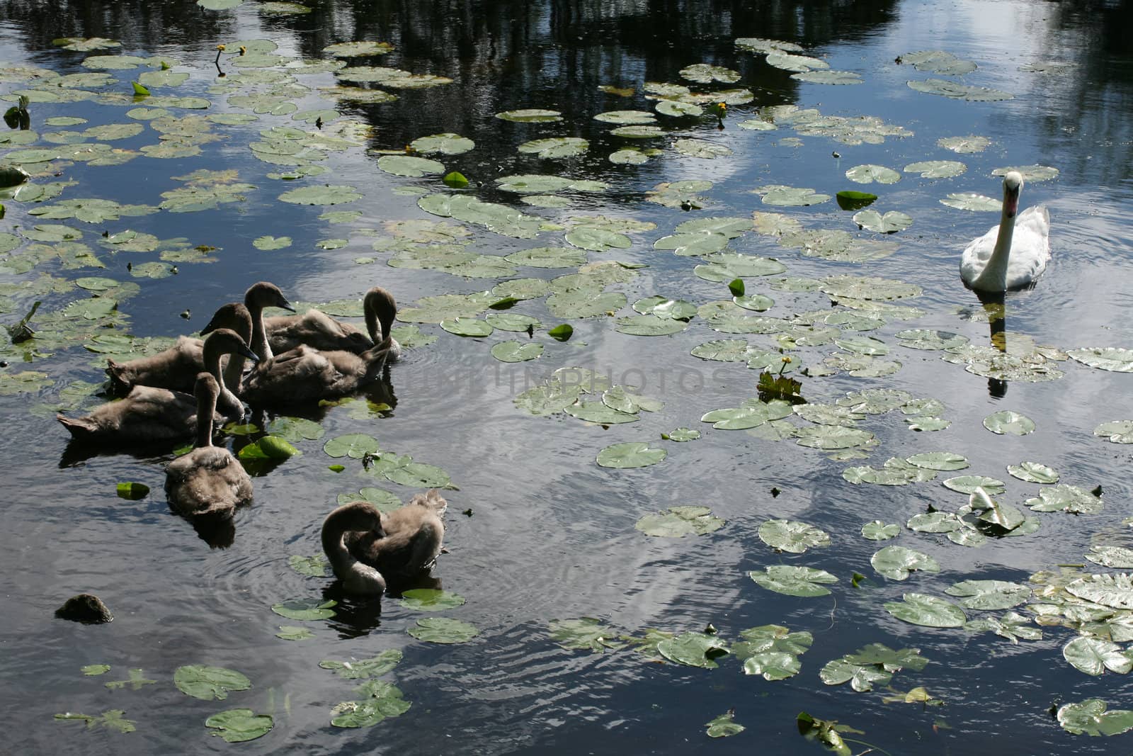 family of young swans swimming on a danish lake
