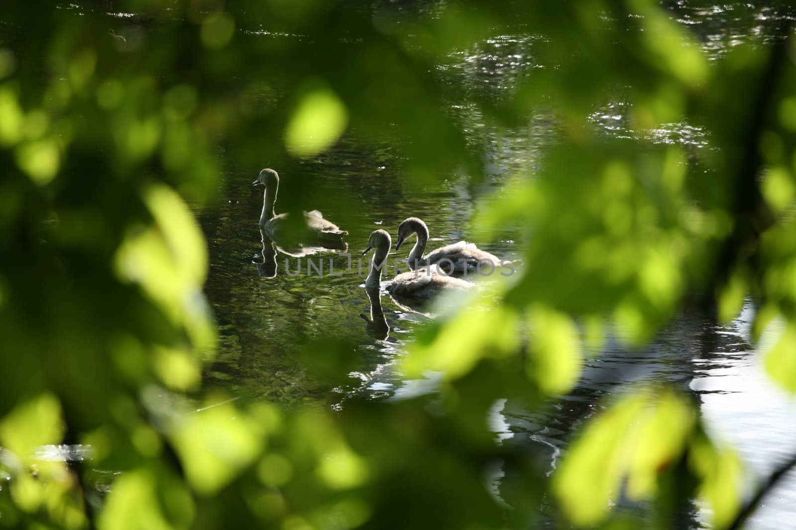 family of young swans swimming on a danish lake
