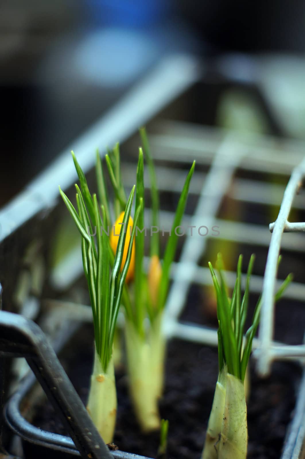 First spring flowers: yellow crocus flowers in the wood