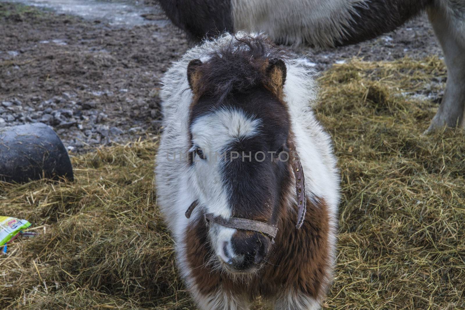 pony, a little horse with a big heart, the image is shot in january 2013 at a farm in Halden