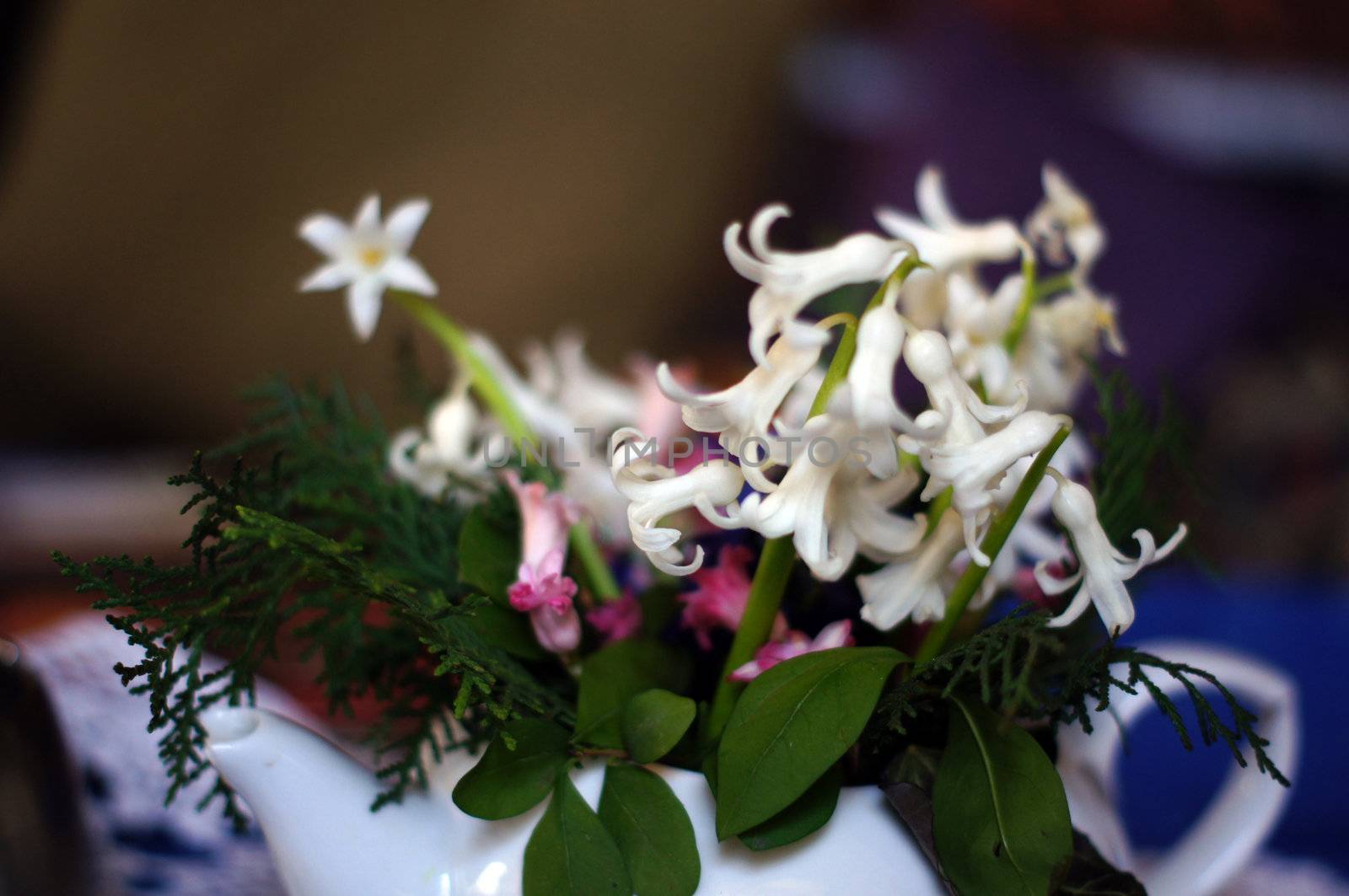 spring flowers in the pot