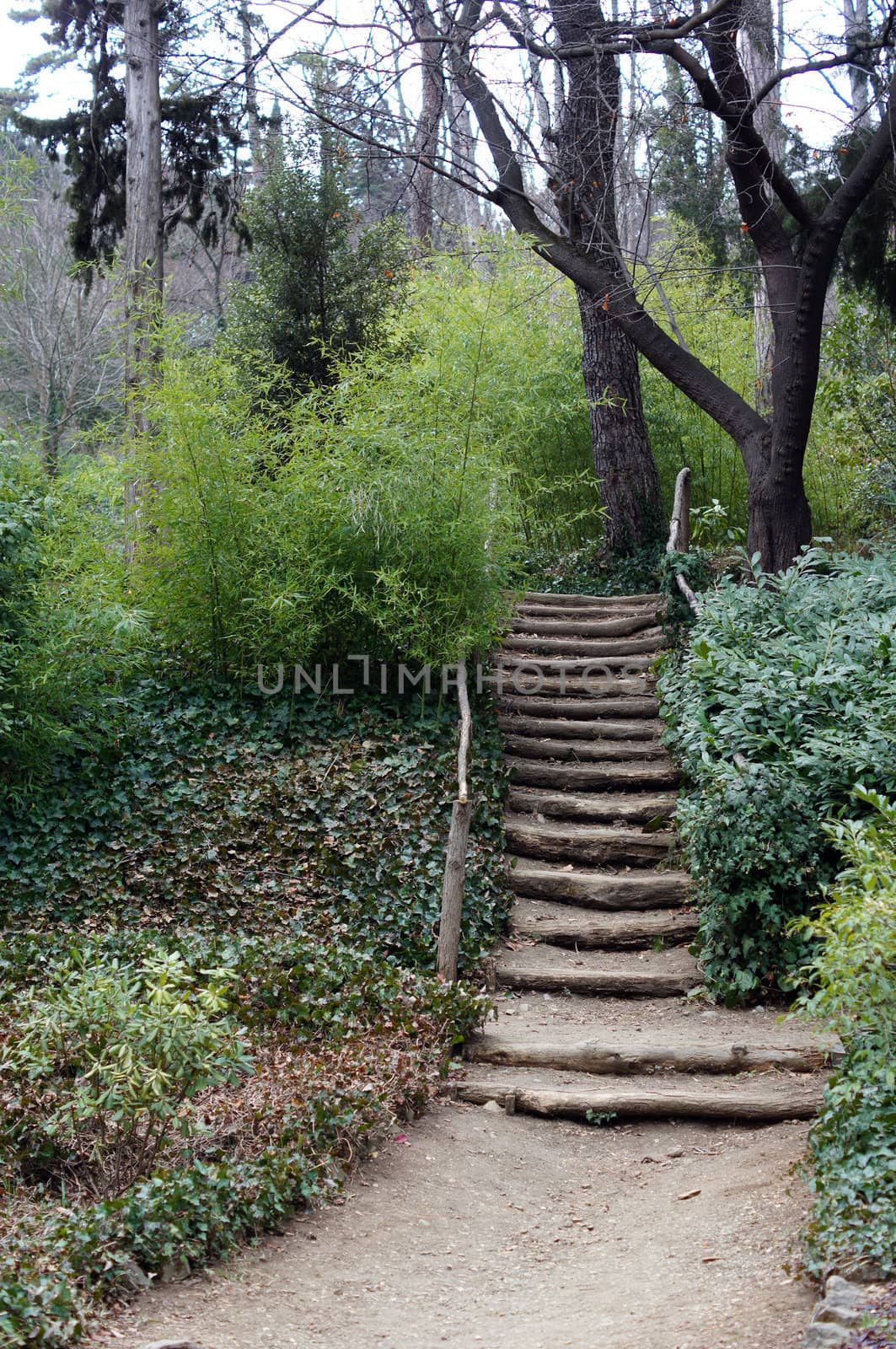 Spring time: step way in the garden