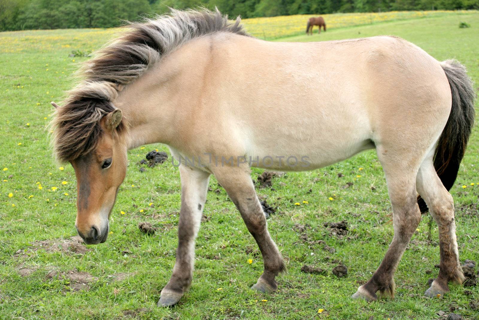 danish horses on a field in the spring