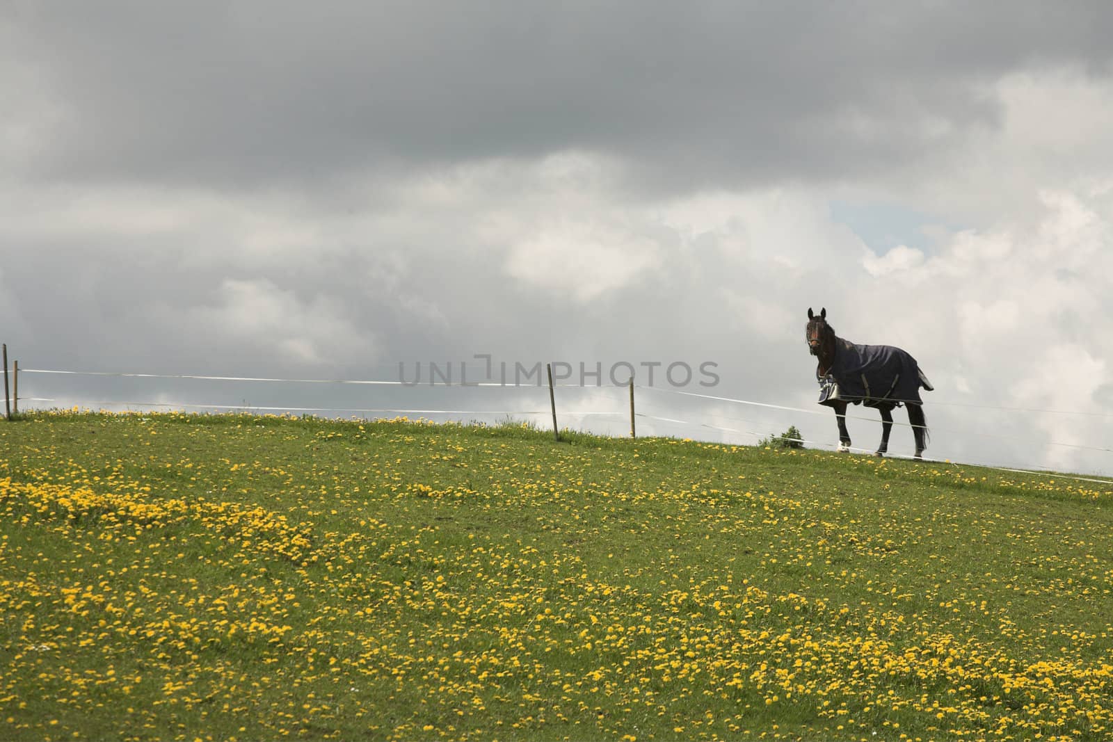 danish horses on a field in the spring
